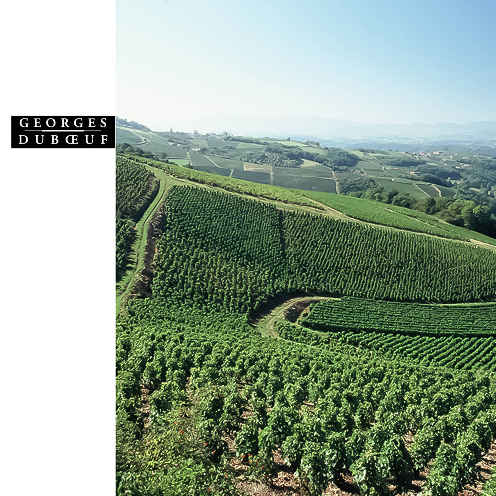 Beaujolais 2025 Nouveau