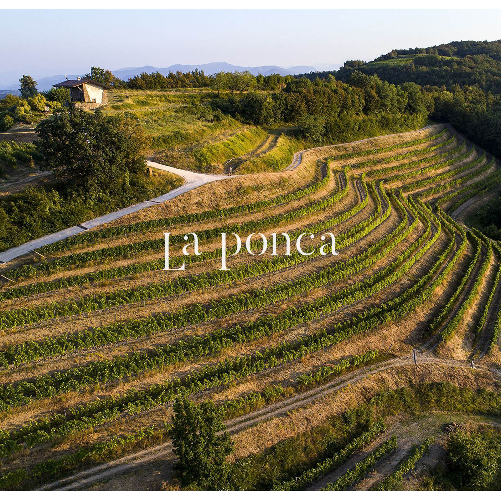 Sauvignon Collio 2022 Bio