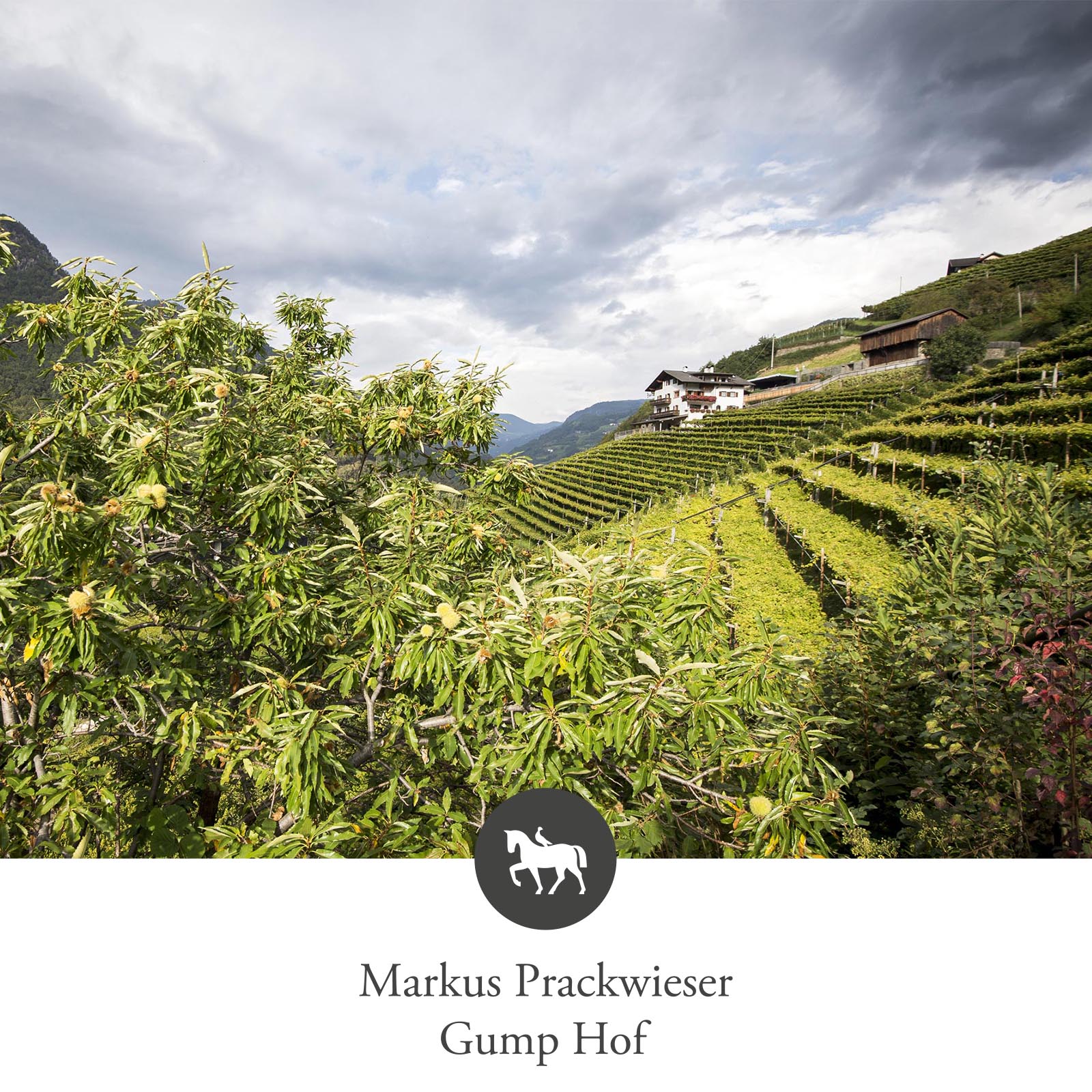 Sauvignon Blanc 2024 Mediaevum