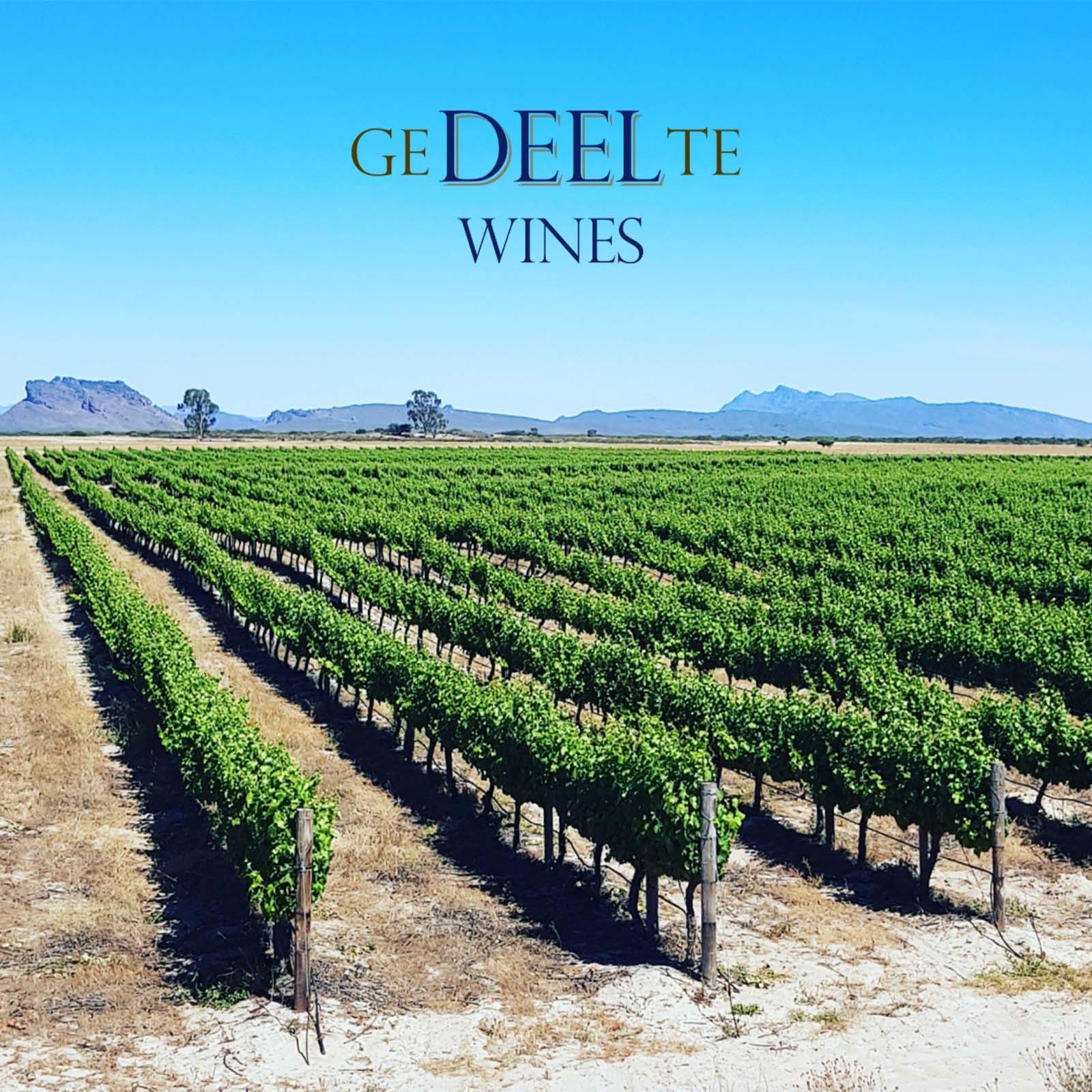 Sauvignon Blanc 2022 Deel 6
