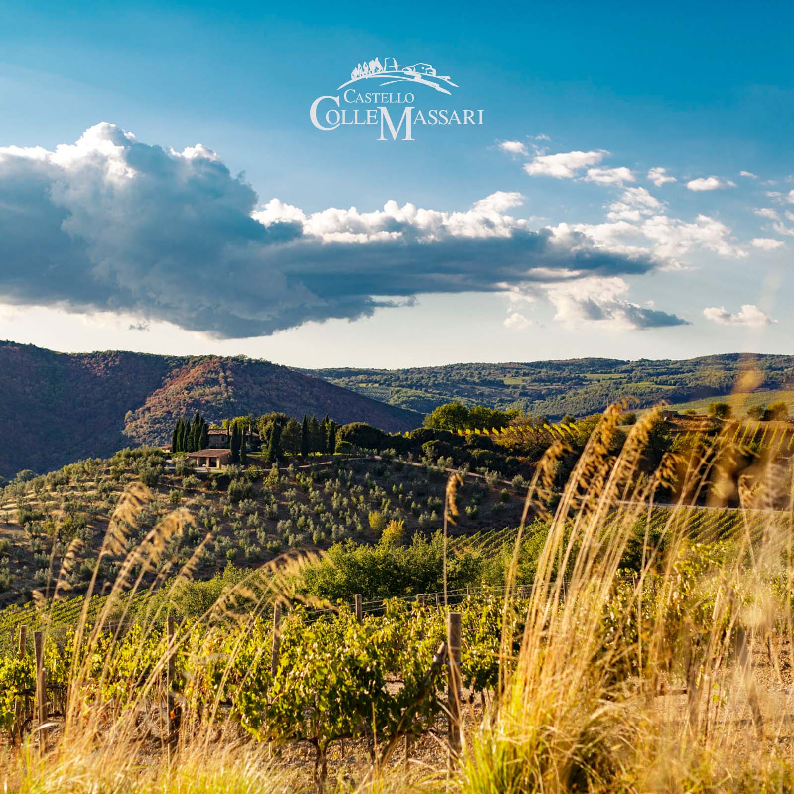 0,5 L Olivenöl Extra Vergine Toscano 2024 Bio