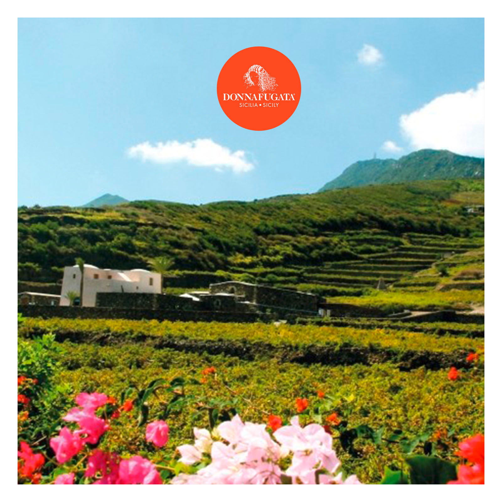 Etna Bianco 2022 Sul Vulcano