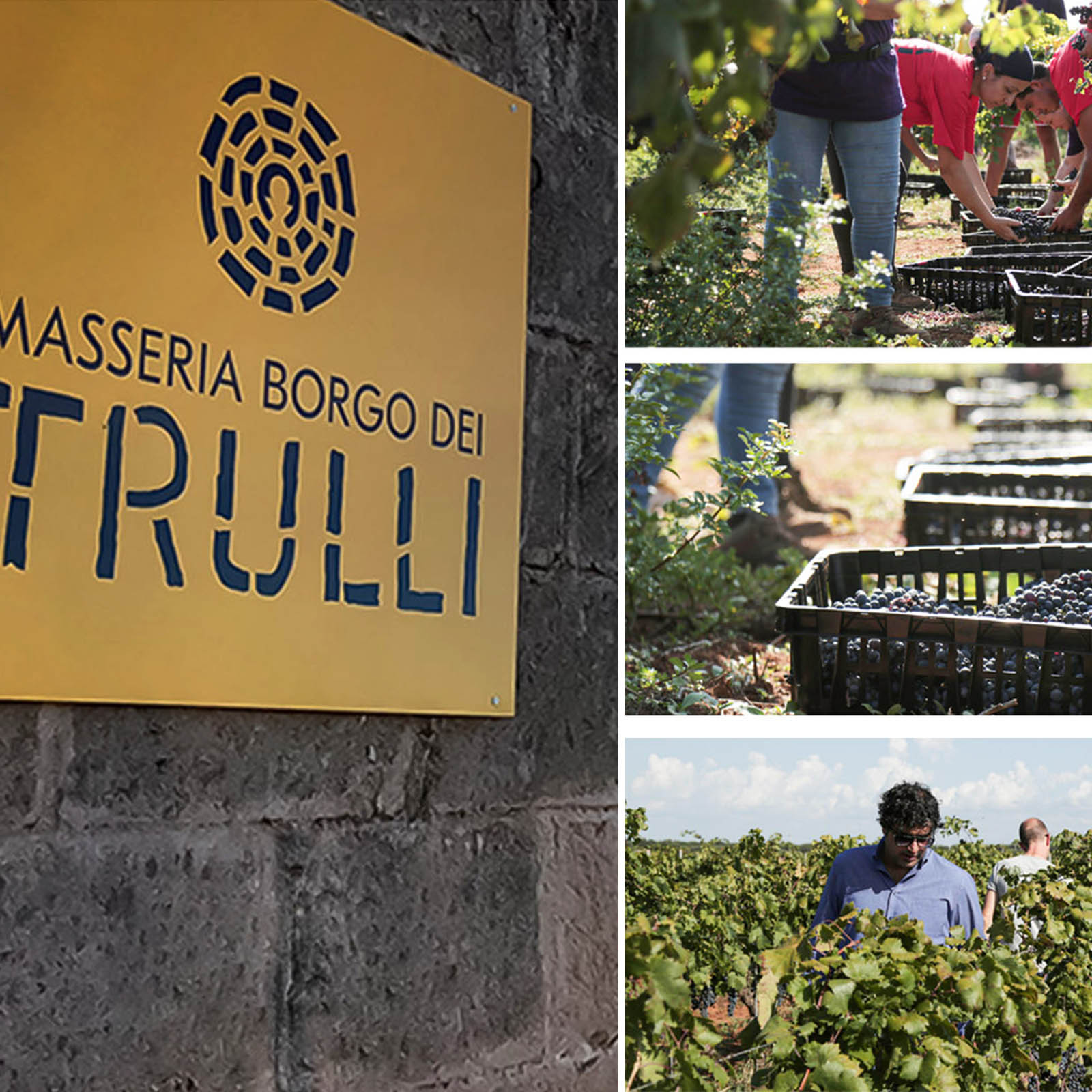 3er-Paket Primitivo di Manduria 2022 Mirea Magnum