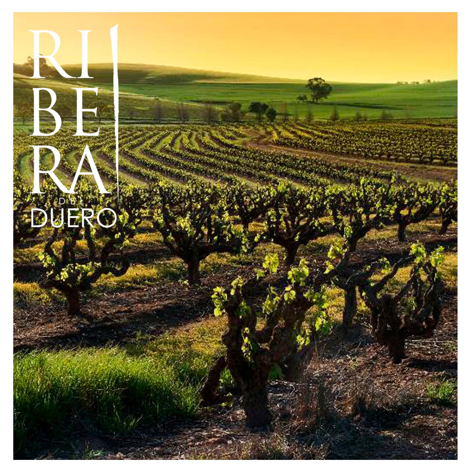 3er-Holzkiste Malleolus de Sanchomartin 2021