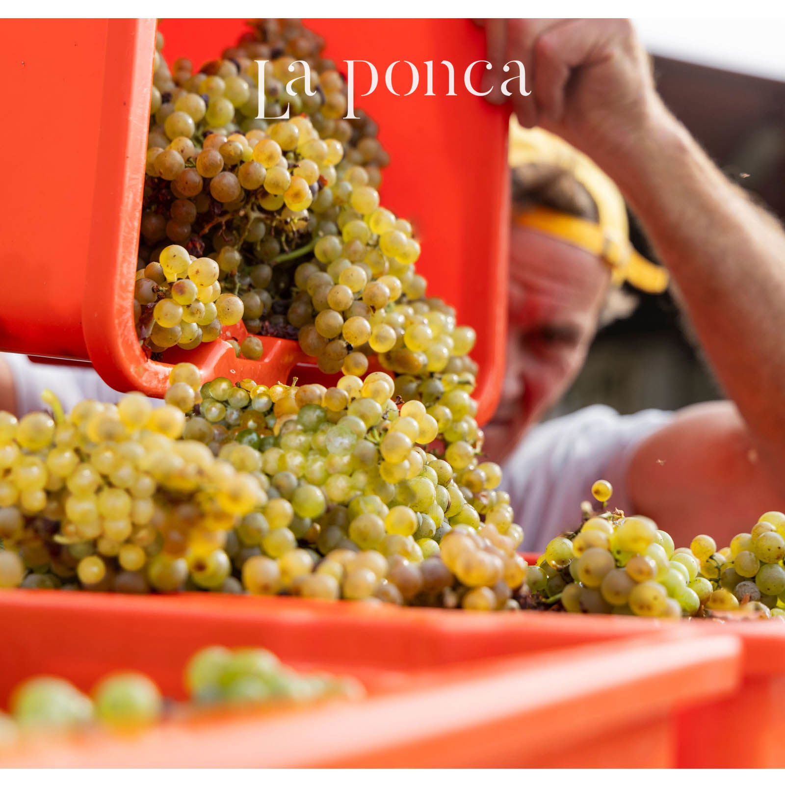 Friulano Collio 2022 Bio