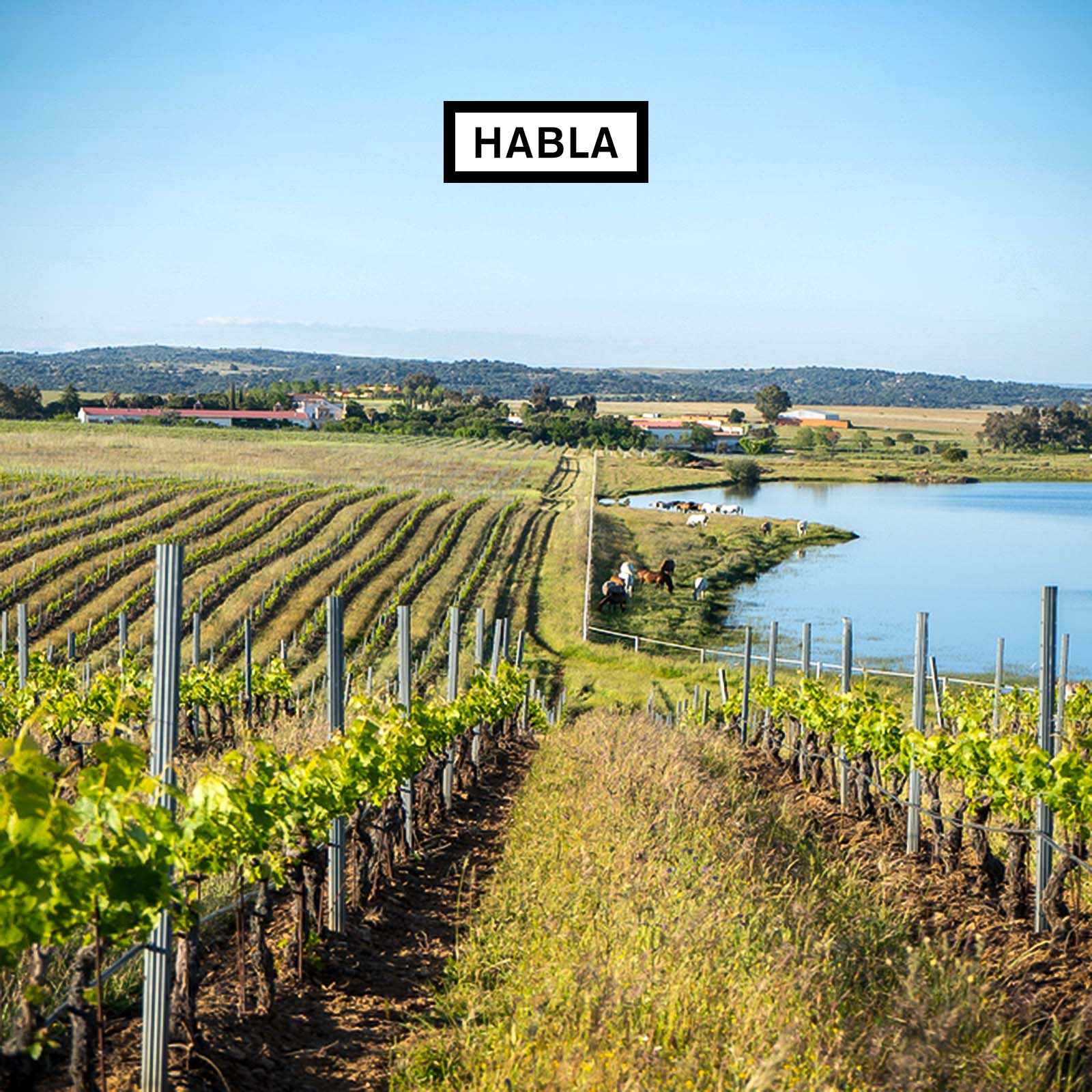 Malbec/Cabernet Franc/Cabernet Sauvignon 2020 N°29