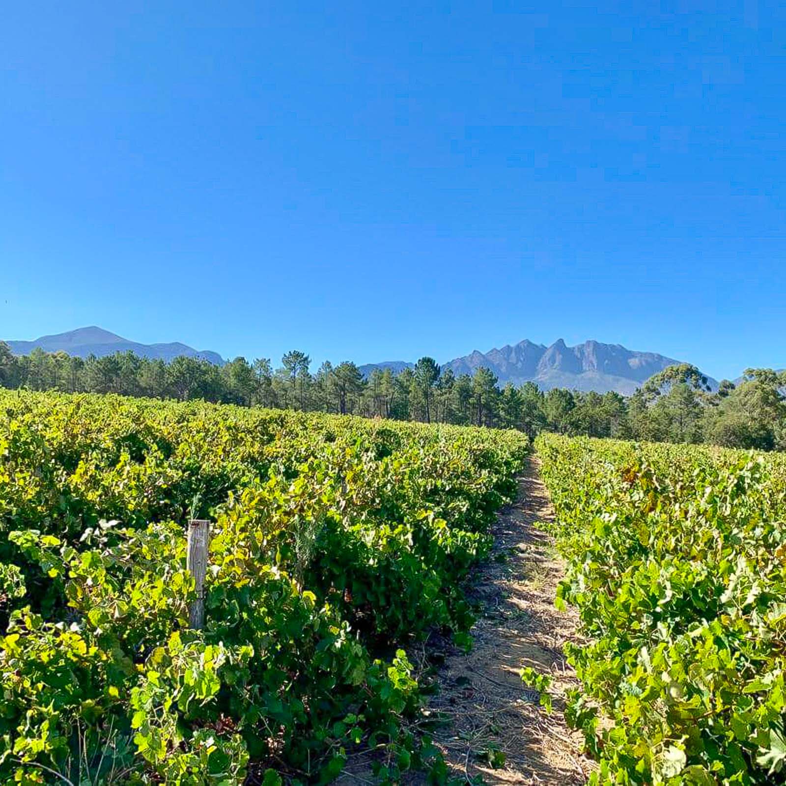 Syrah 2019 Owner's Blend