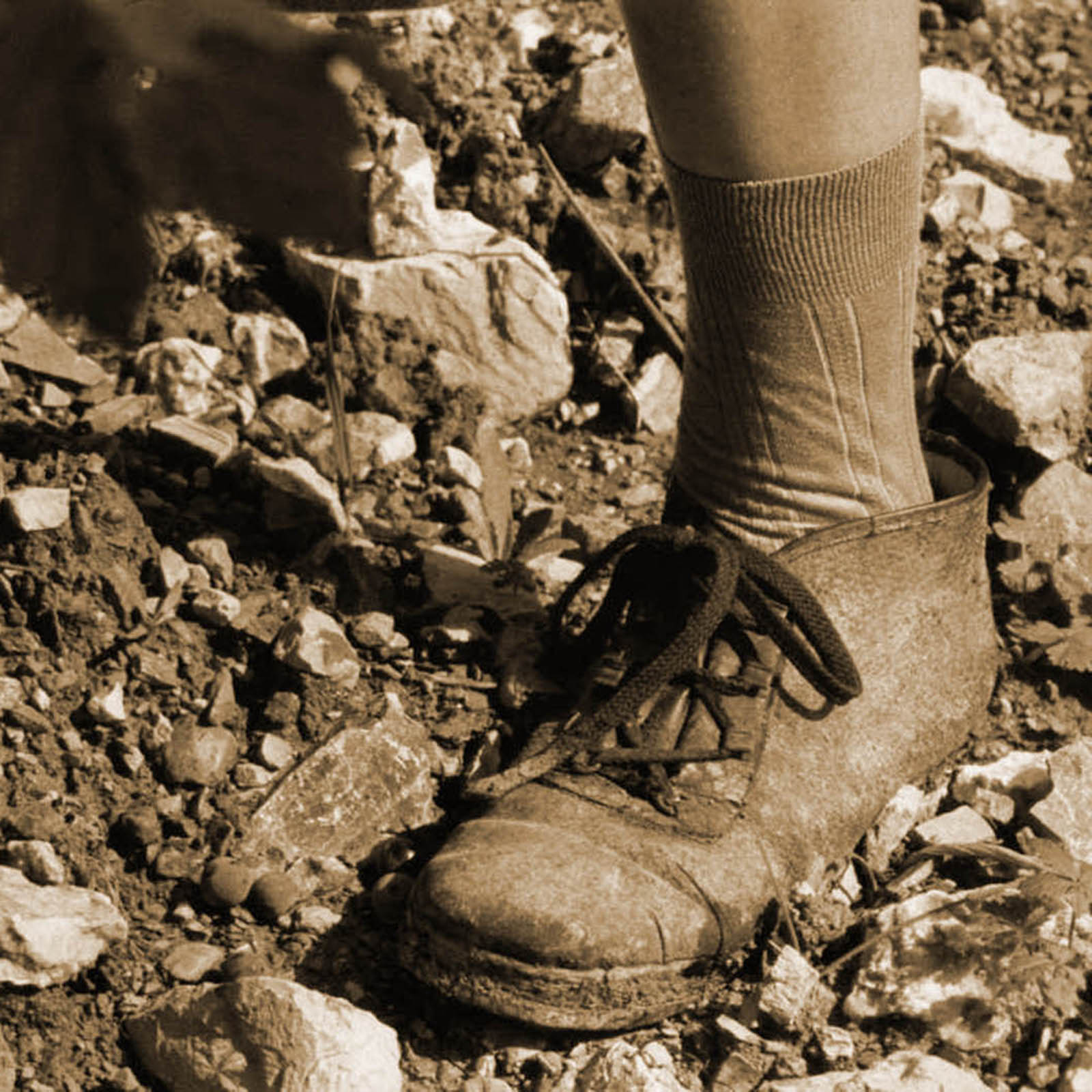 Primitivo 2023 Tator