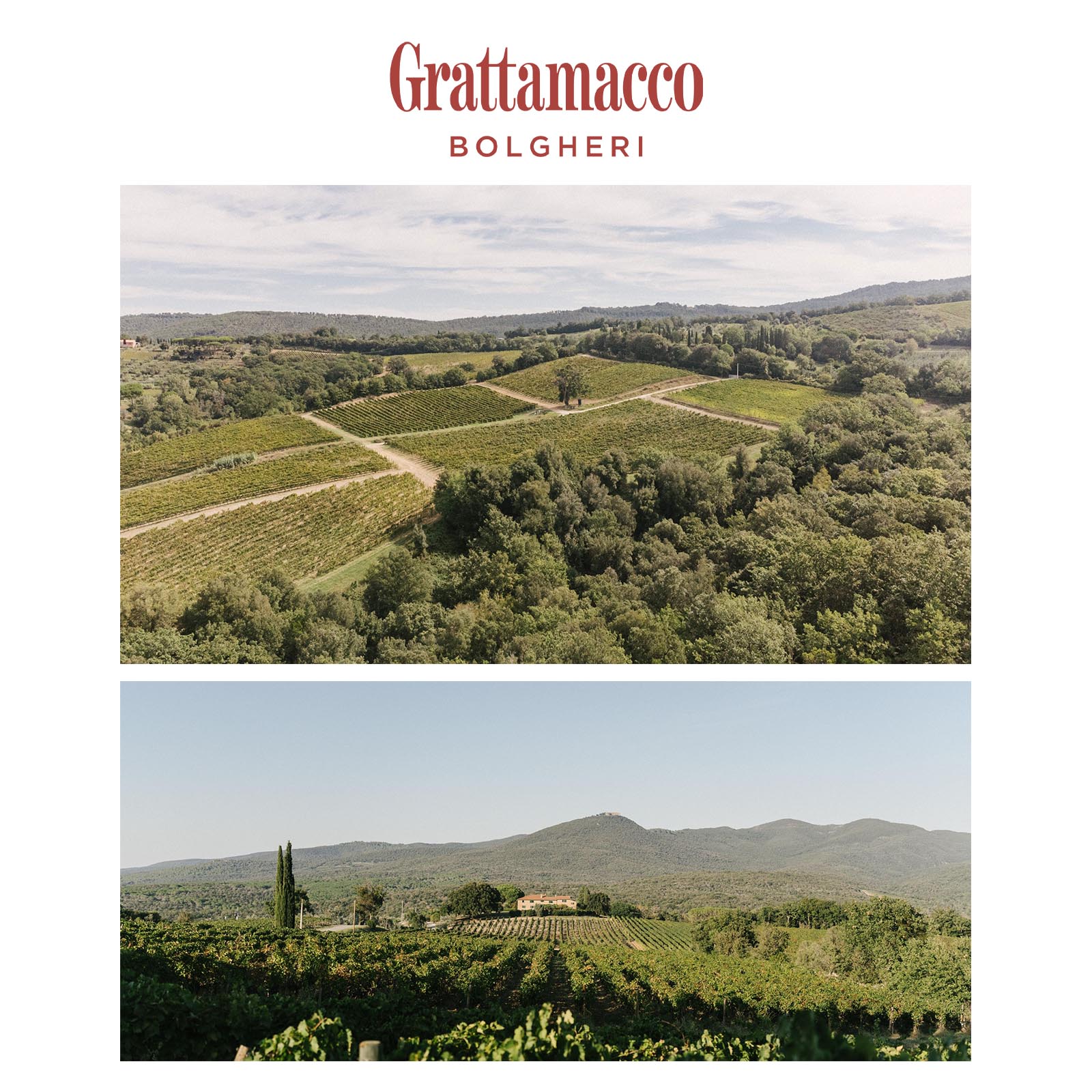 Bolgheri Rosso Superiore 2021 Bio