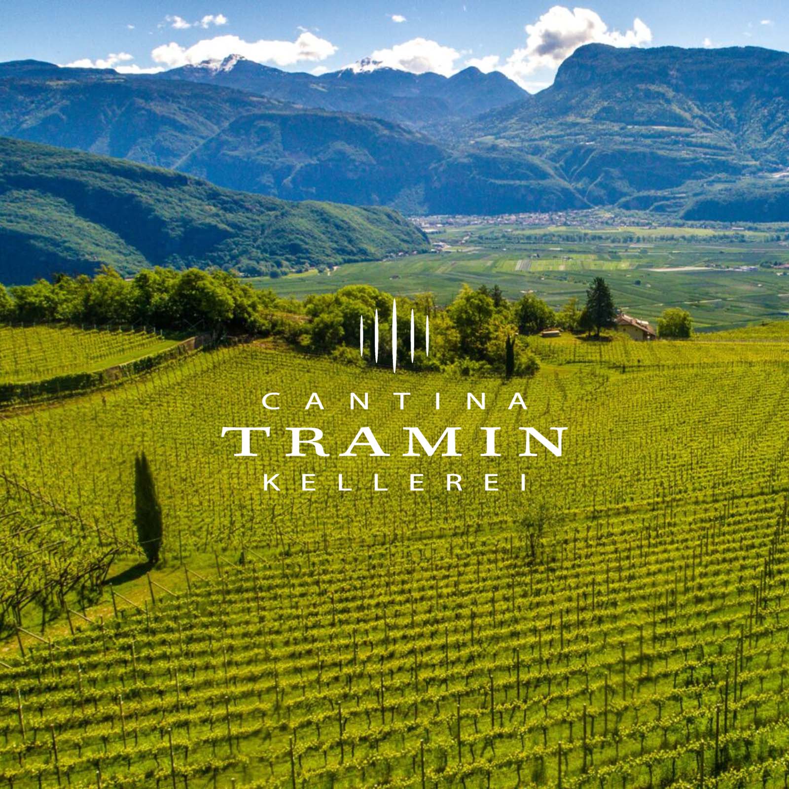 Gewürztraminer 2024 Selida