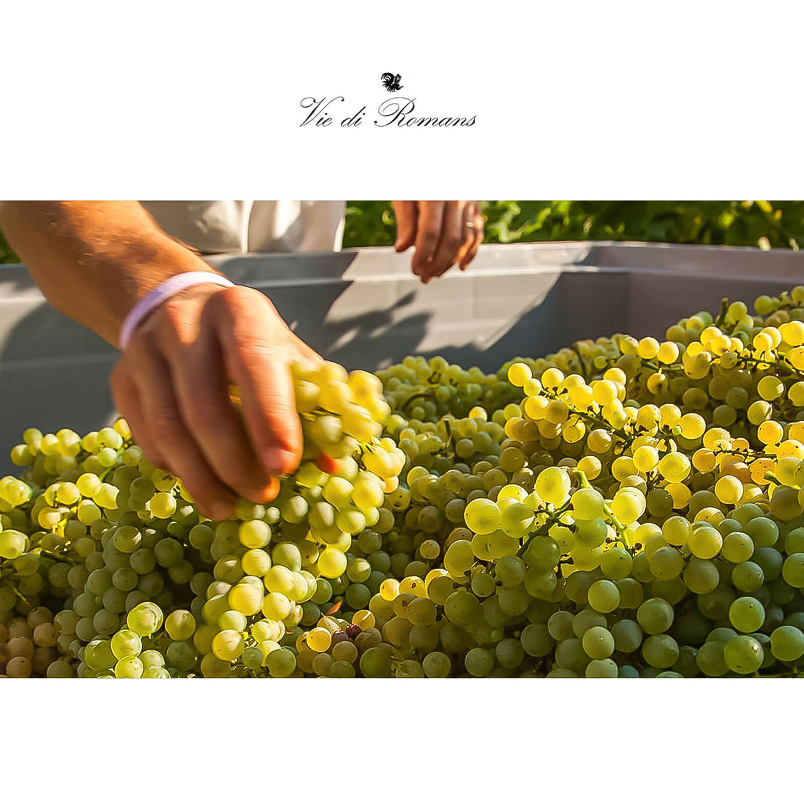 Sauvignon Blanc 2024 Vieris