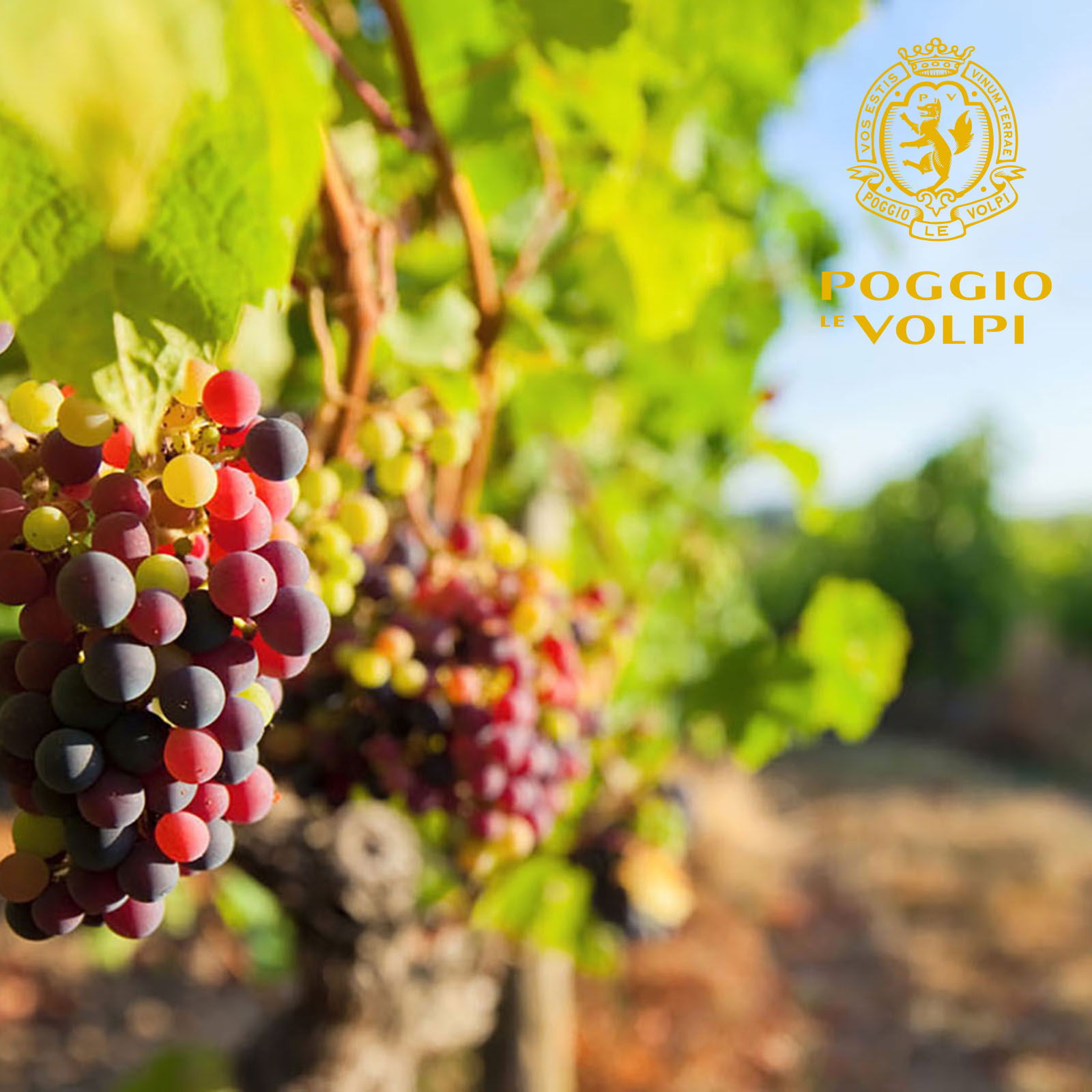 6er-Holzkiste Barcaccia Bianco 2022