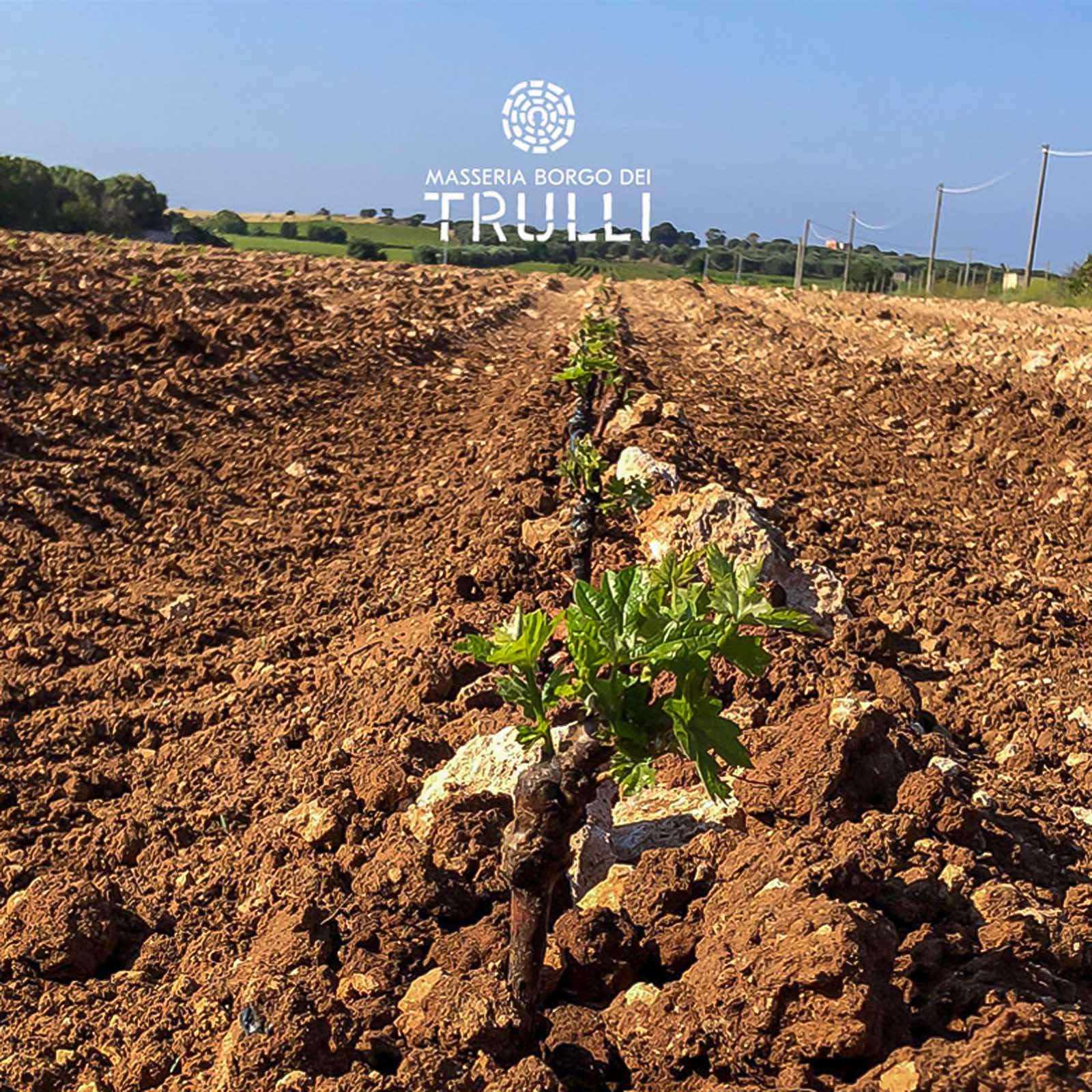 3er-Paket Primitivo di Manduria 2022 Mirea Magnum