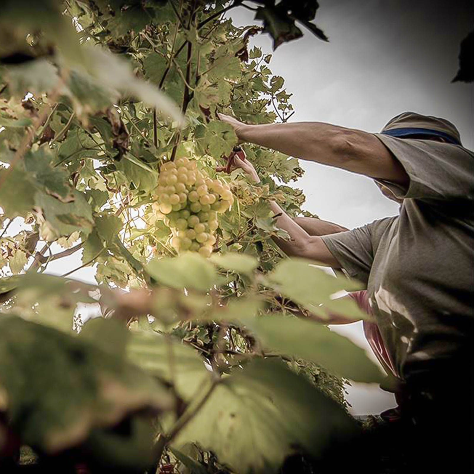 San Martino della Battaglia 2024 XIX