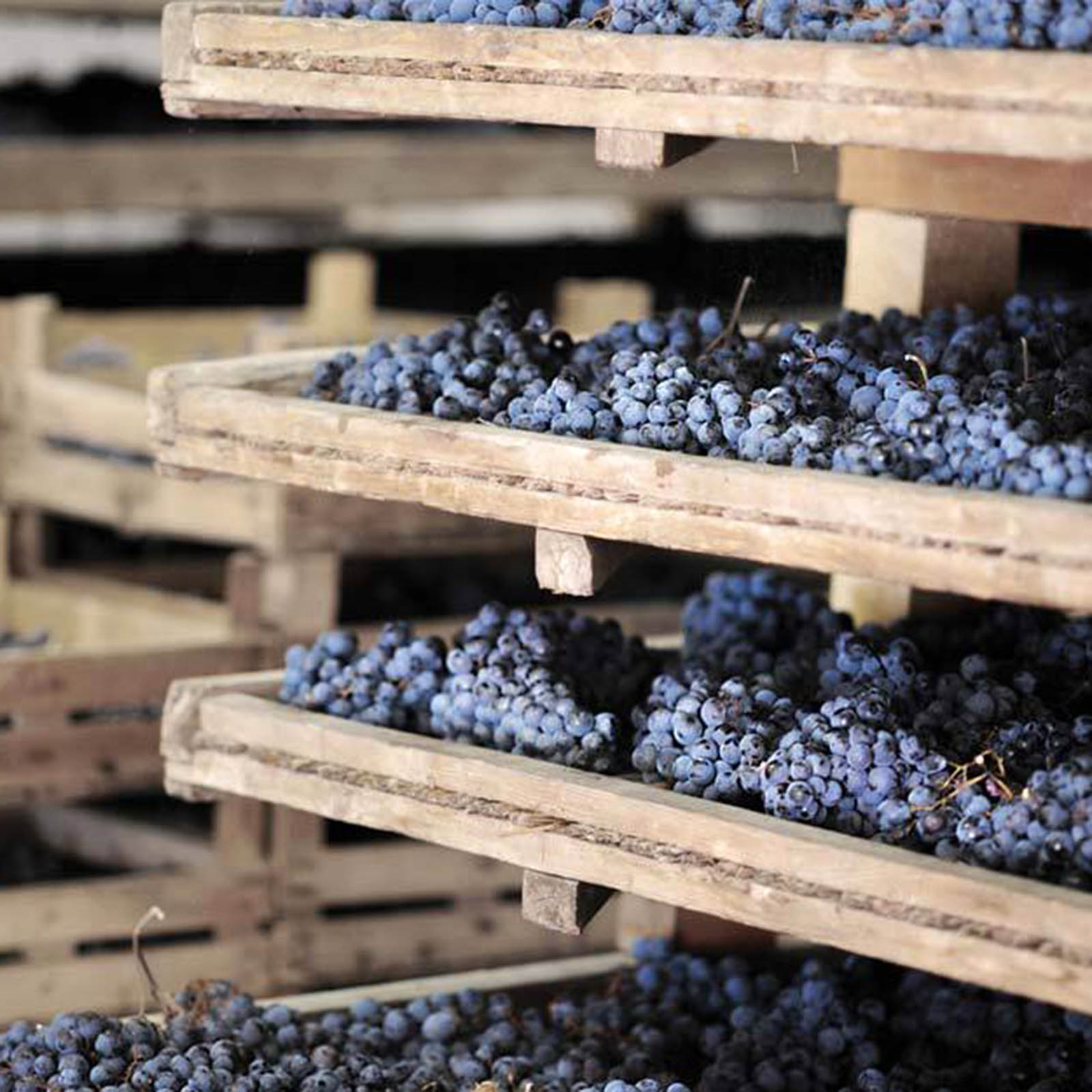 6er-Holzkiste Amarone Classico 2021