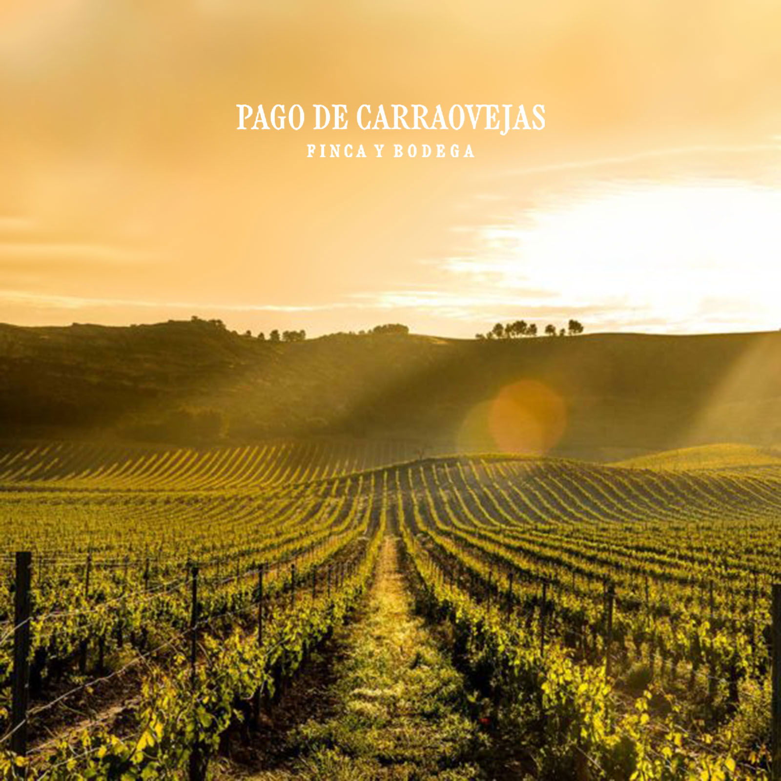 3er-Paket Pago de Carraovejas 2023 Magnum