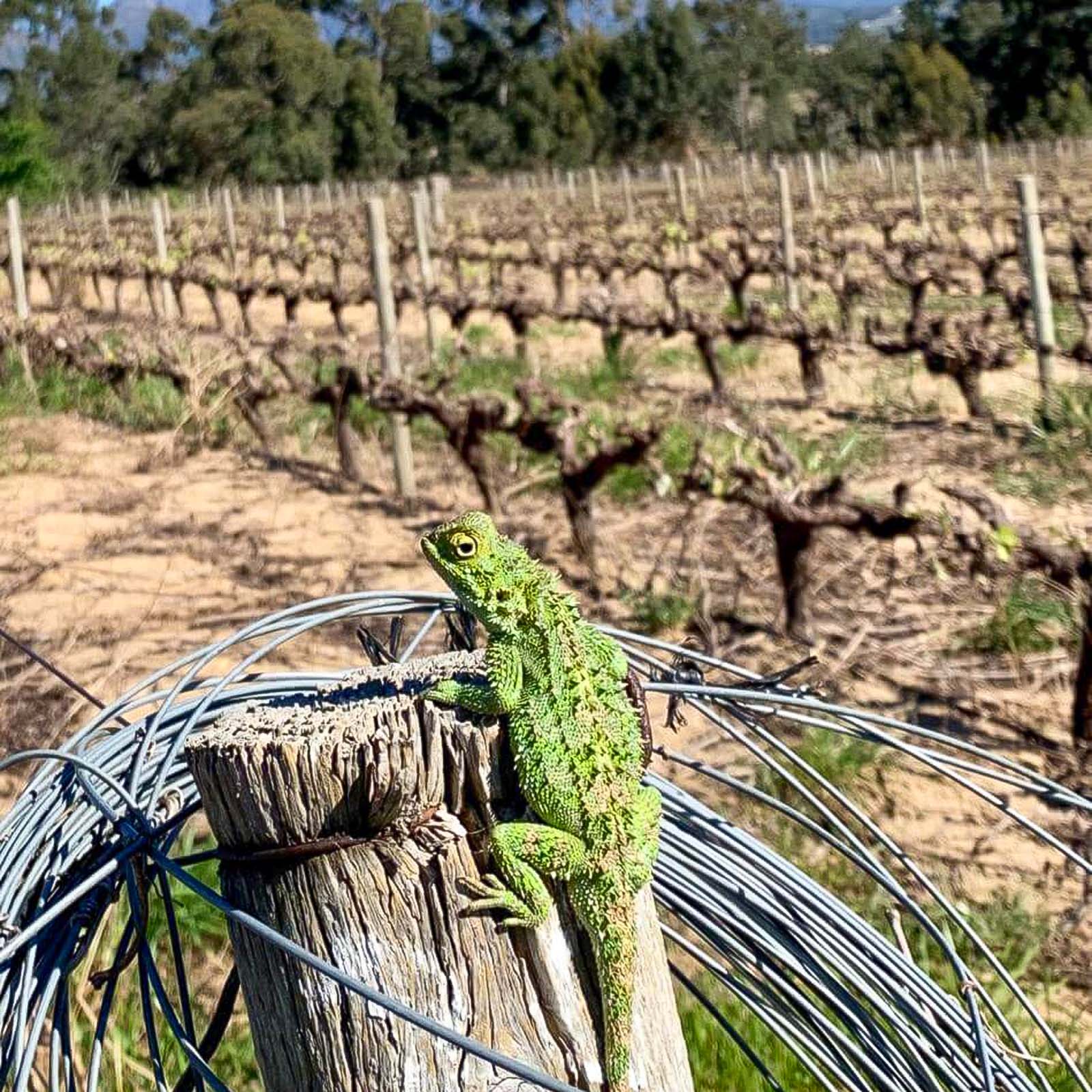 Syrah 2020 Owner's Blend