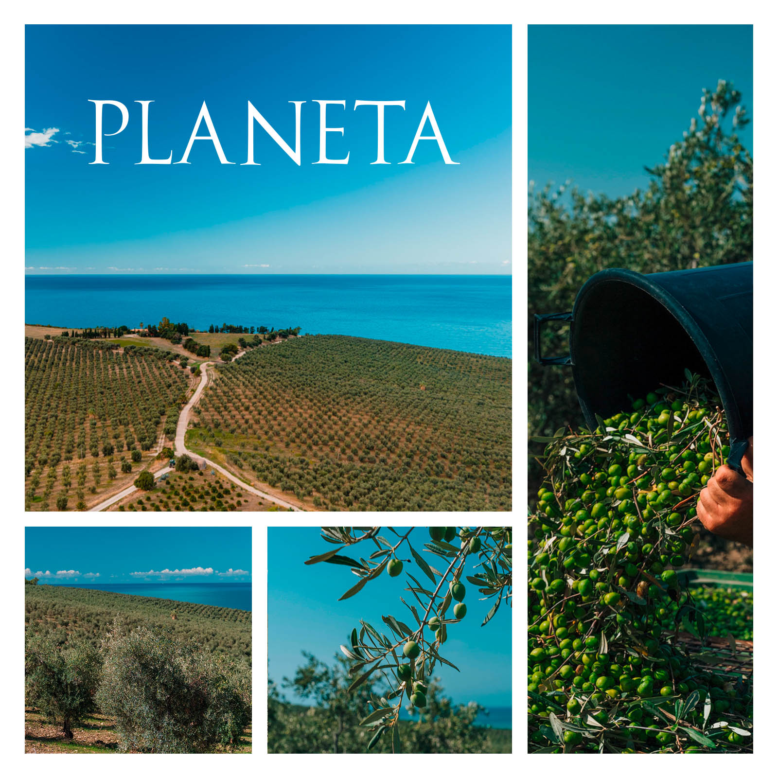 Chardonnay Sicilia Menfi 2024 Fire Bio