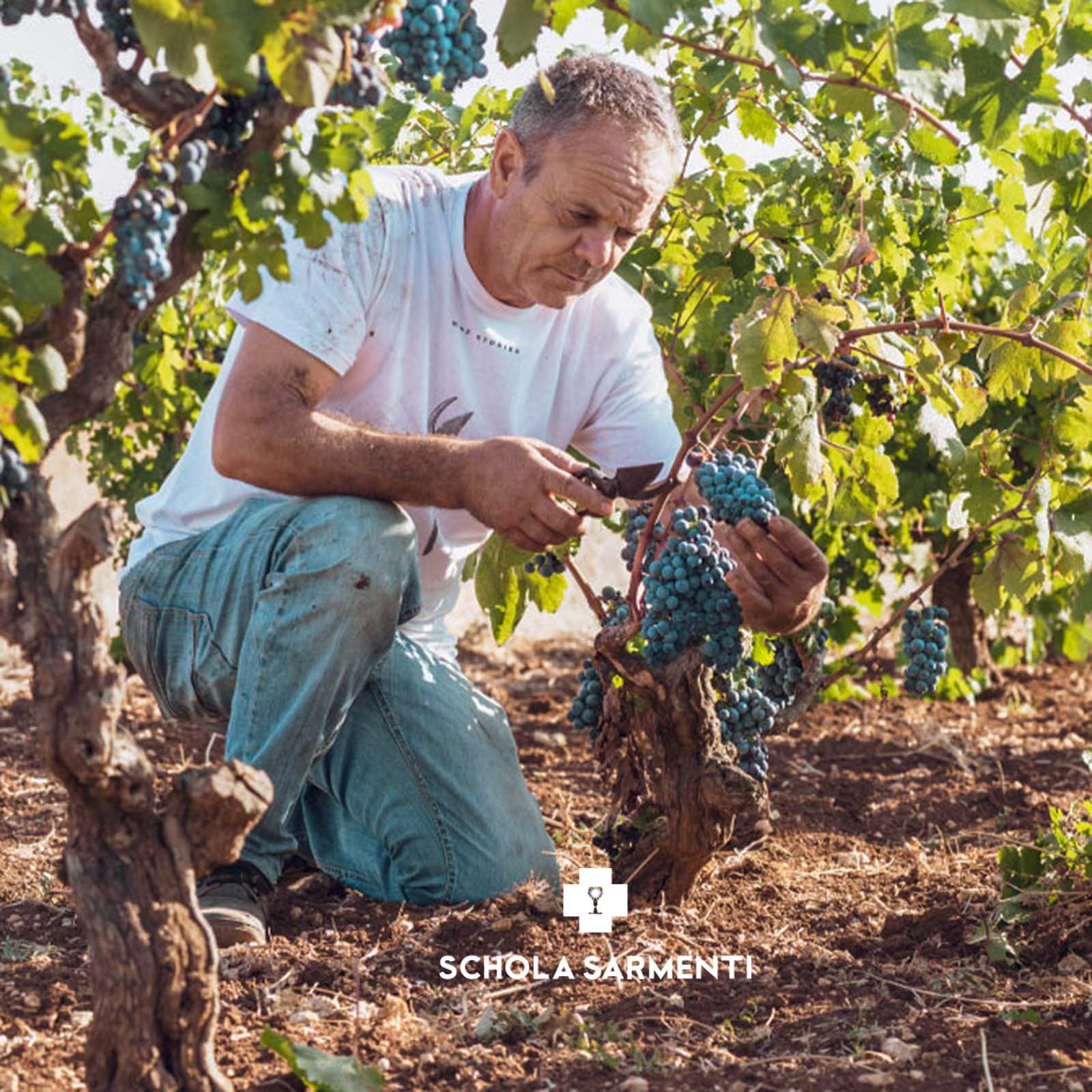 Chardonnay Salento 2025 Candòra