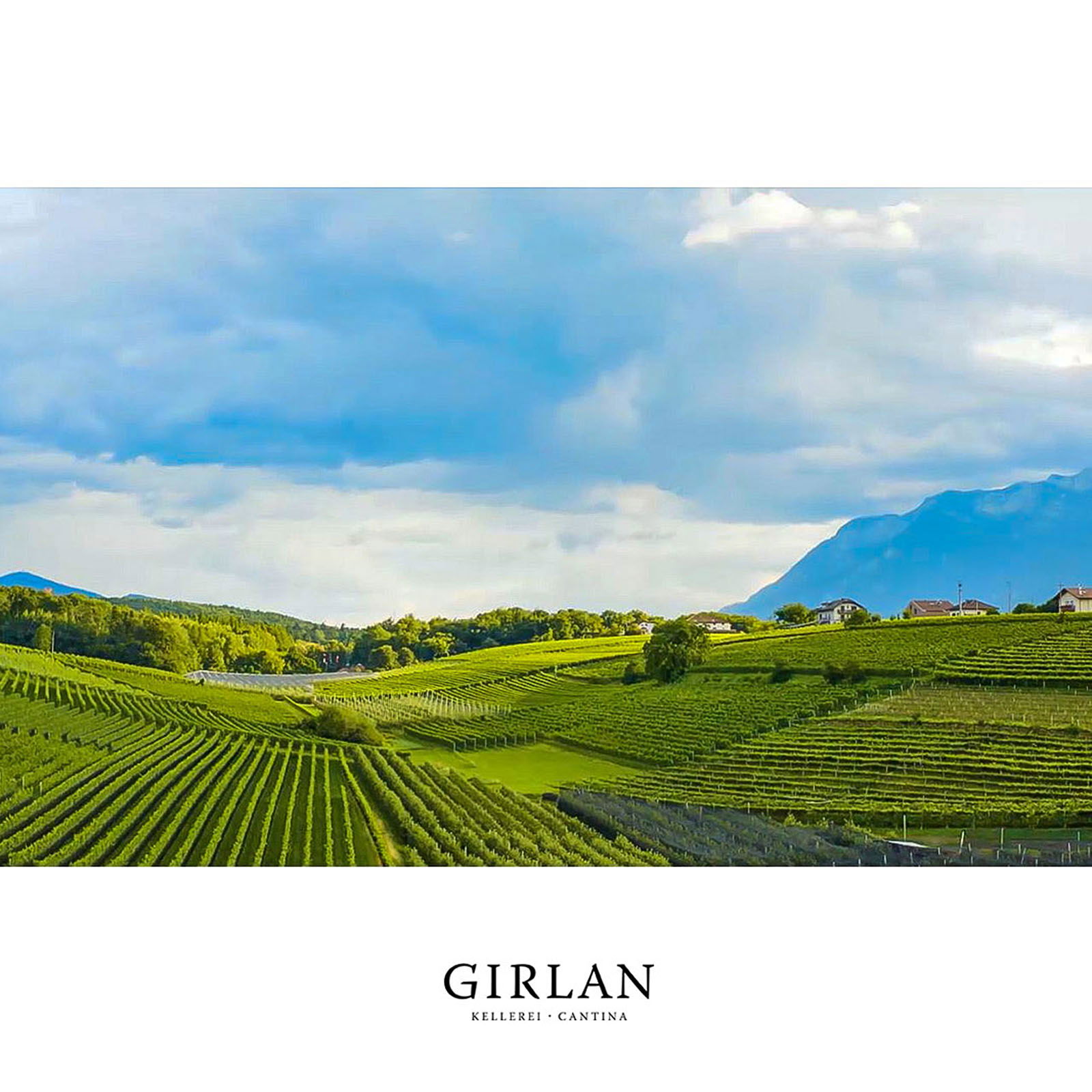 Pinot Noir Rosé 2025 Piz