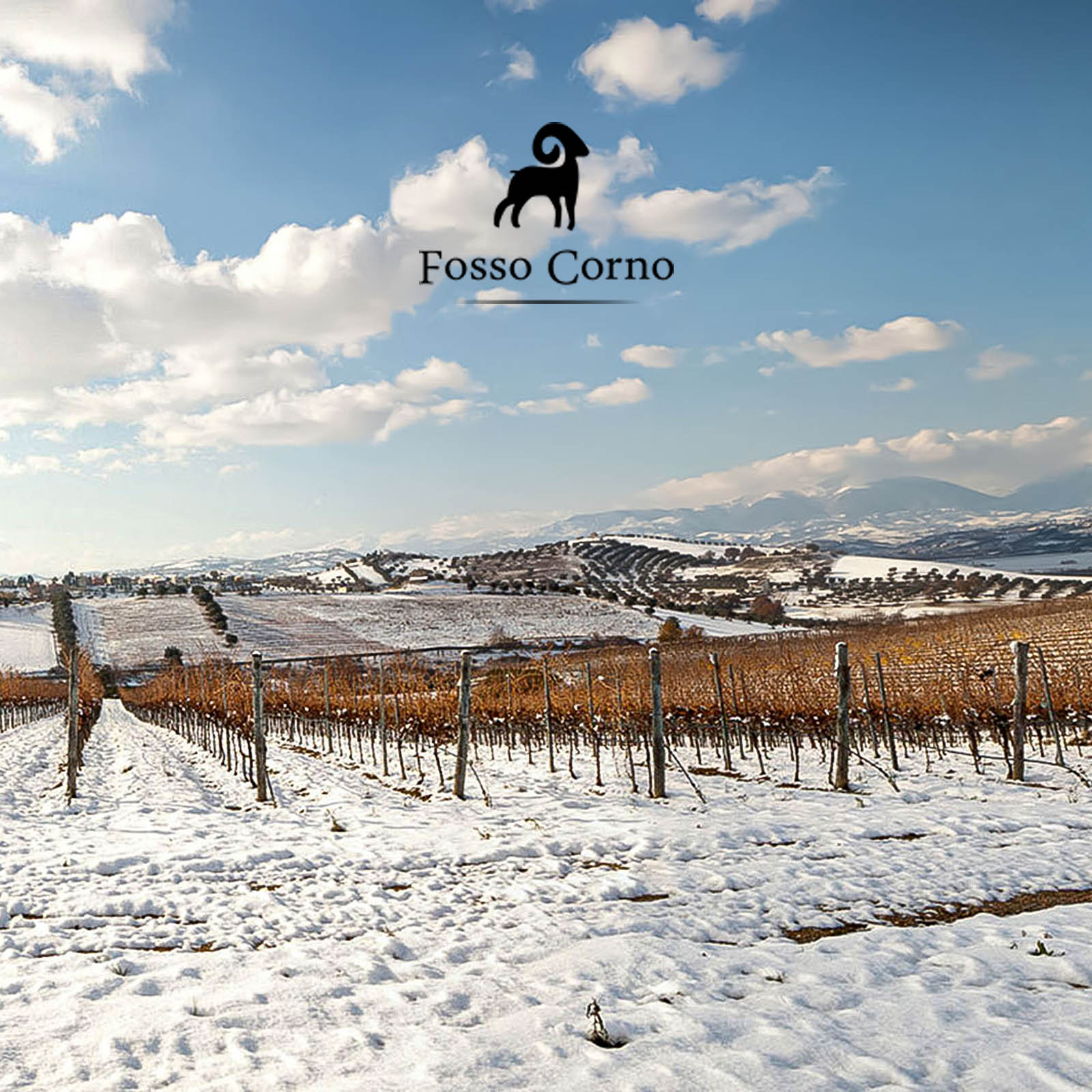 Montepulciano d'Abruzzo 2021 Orsus