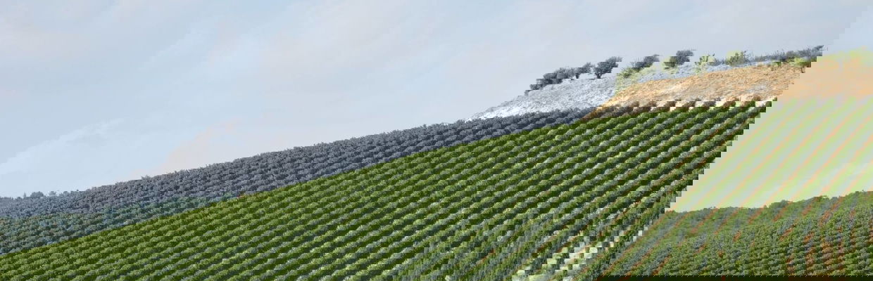 Il Canovino