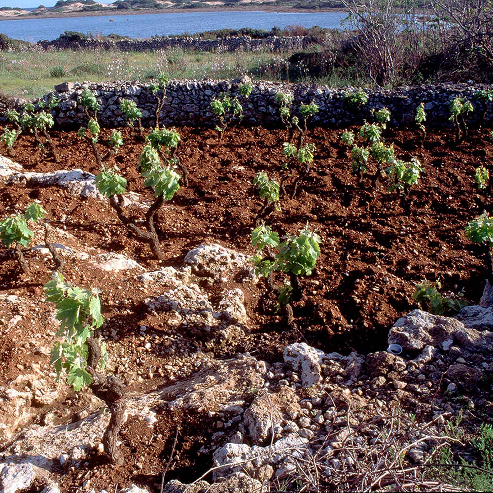 Primitivo di Manduria 2023 di Terra 14,0