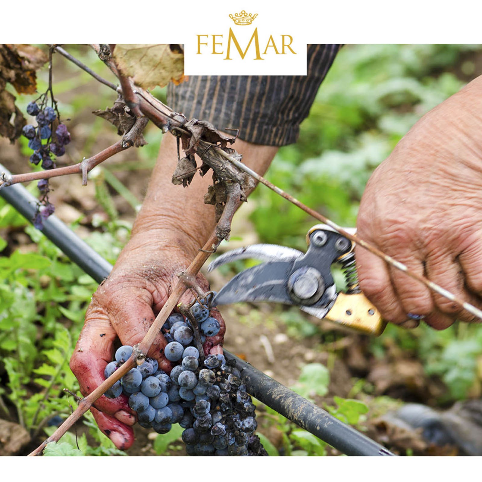 Primitivo 2024 Gran Appasso Collezione