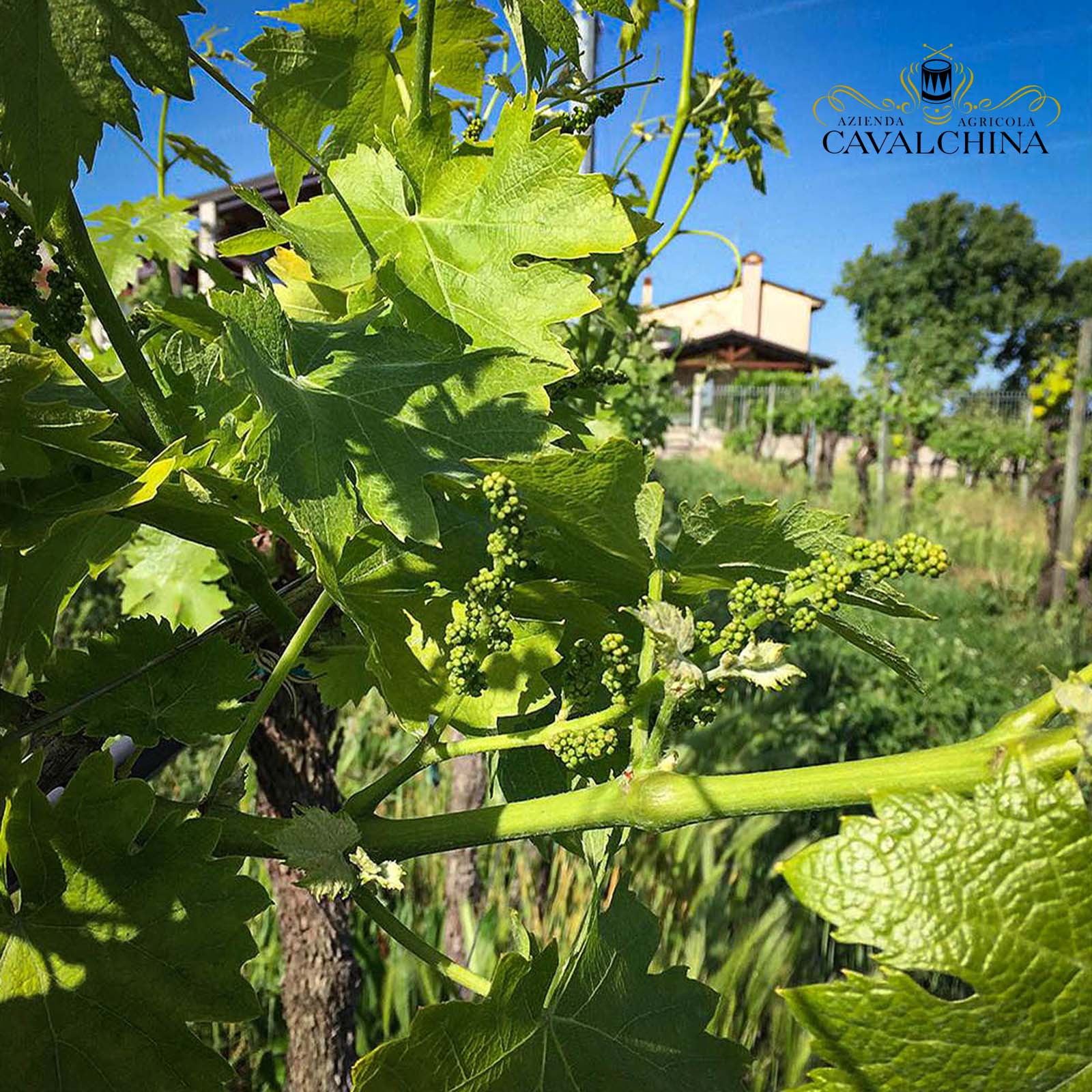 Chiaretto Bardolino 2025