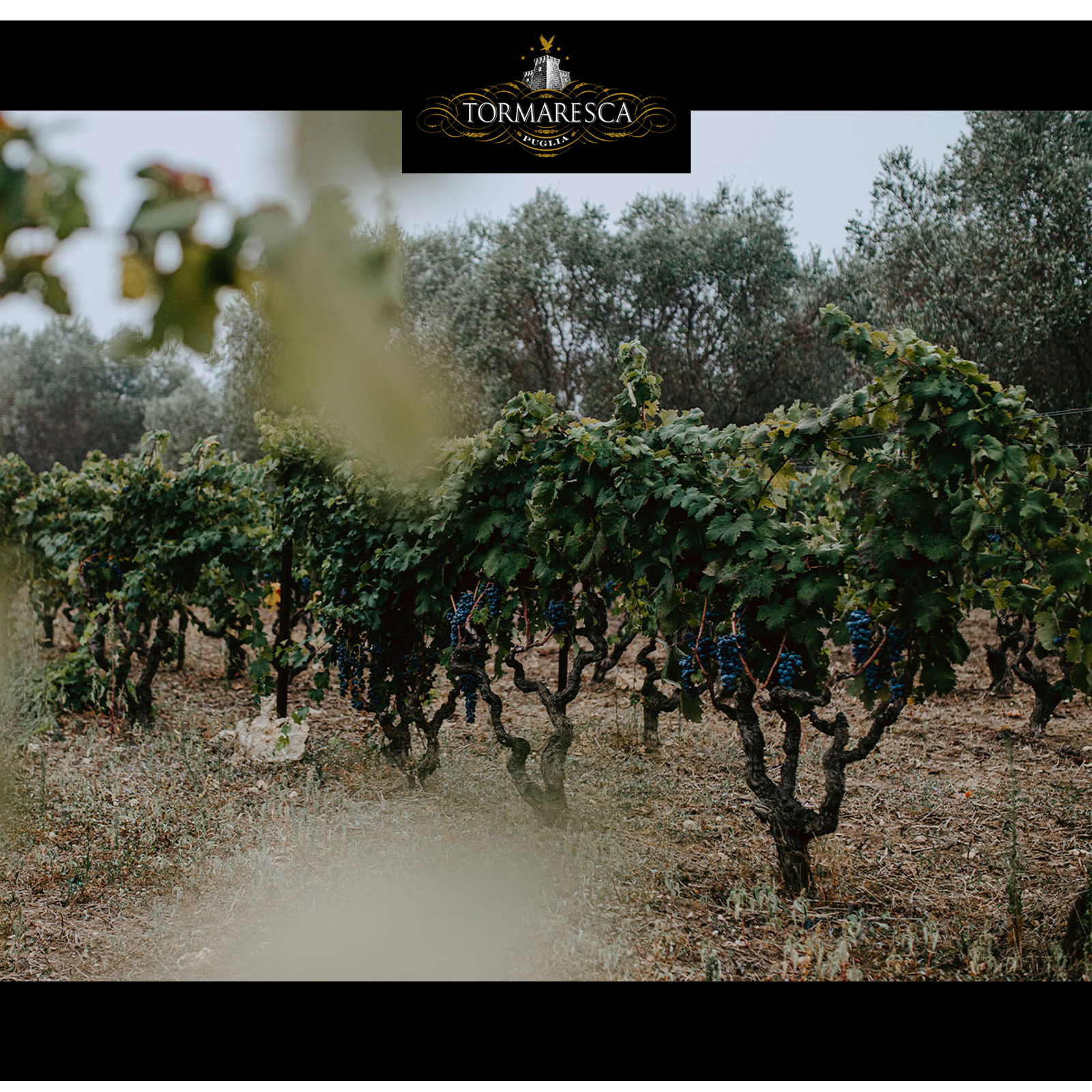 Primitivo 2024 Neprica