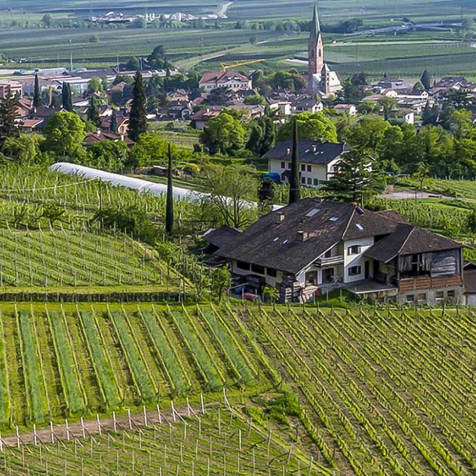 Sauvignon Blanc 2023 Quarz