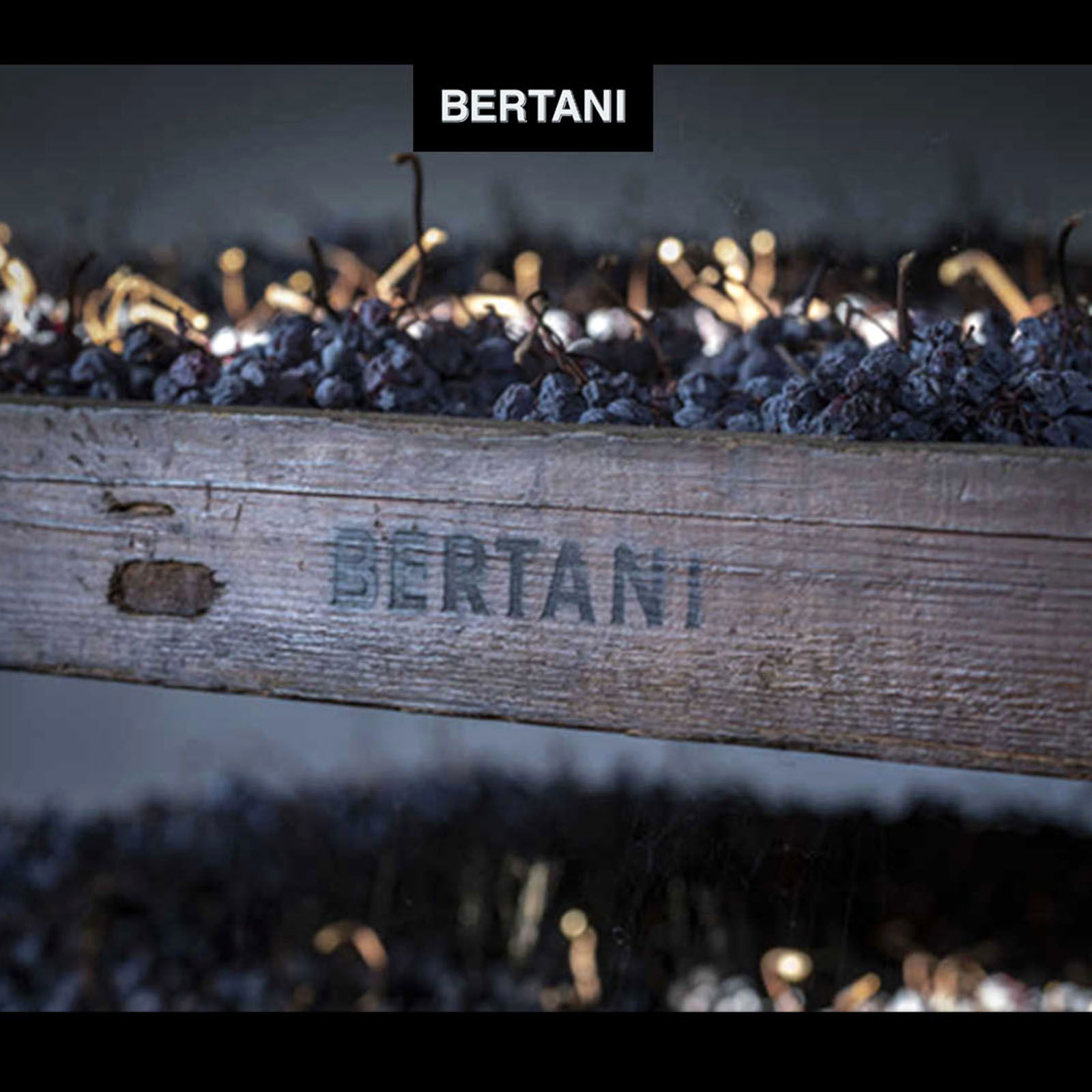 Amarone Valpantena 2021
