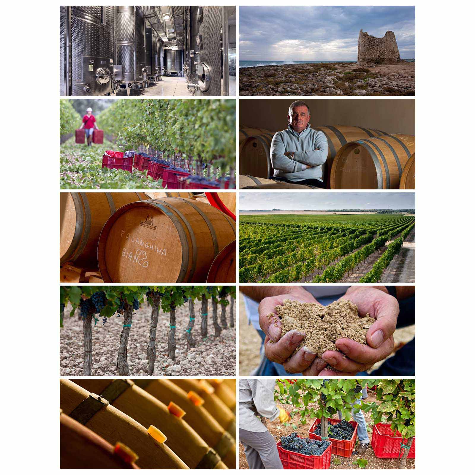 Negroamaro Salento 2023