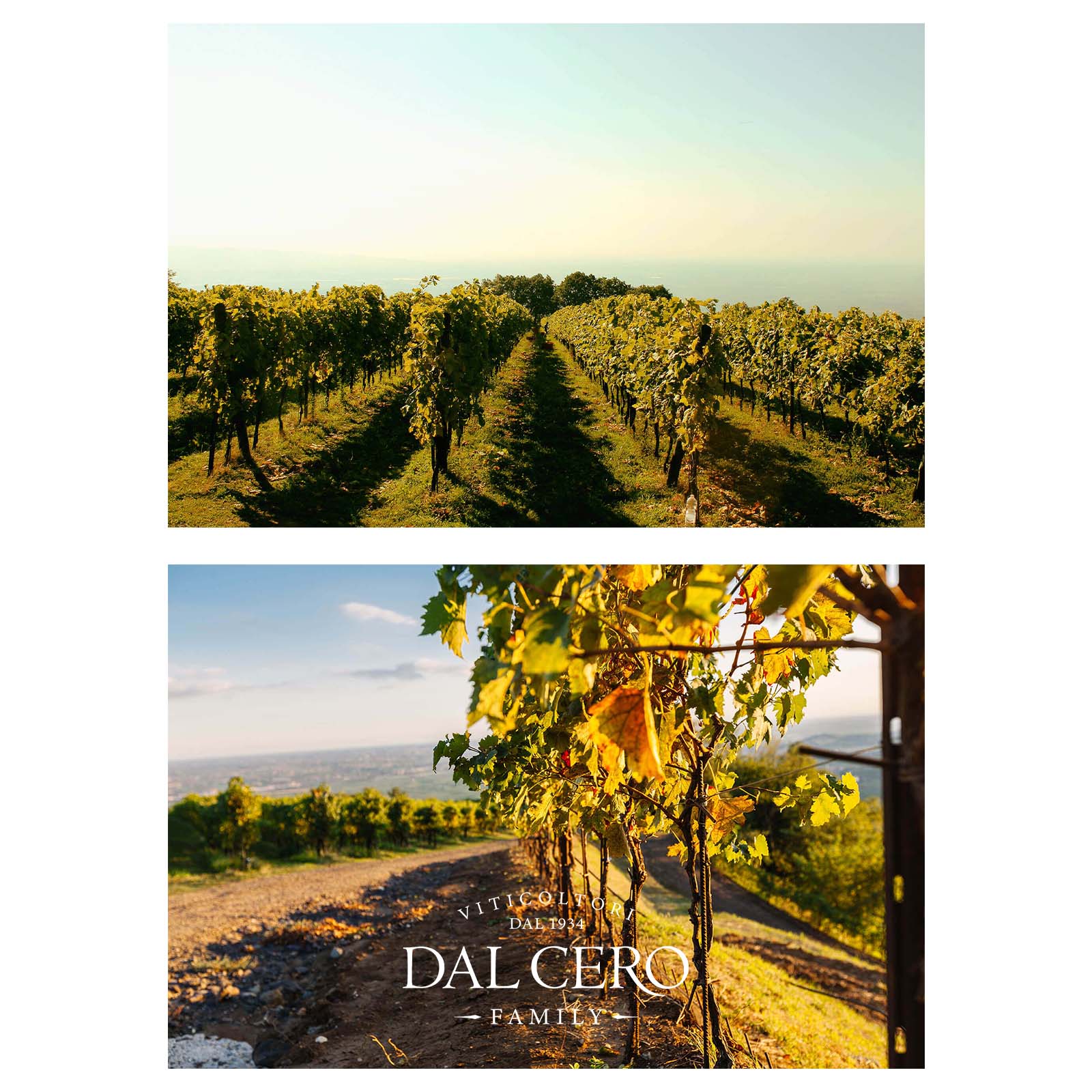 6er-Holzkiste Syrah Cortona 2021 Tenuta Montecchiesi Klanis