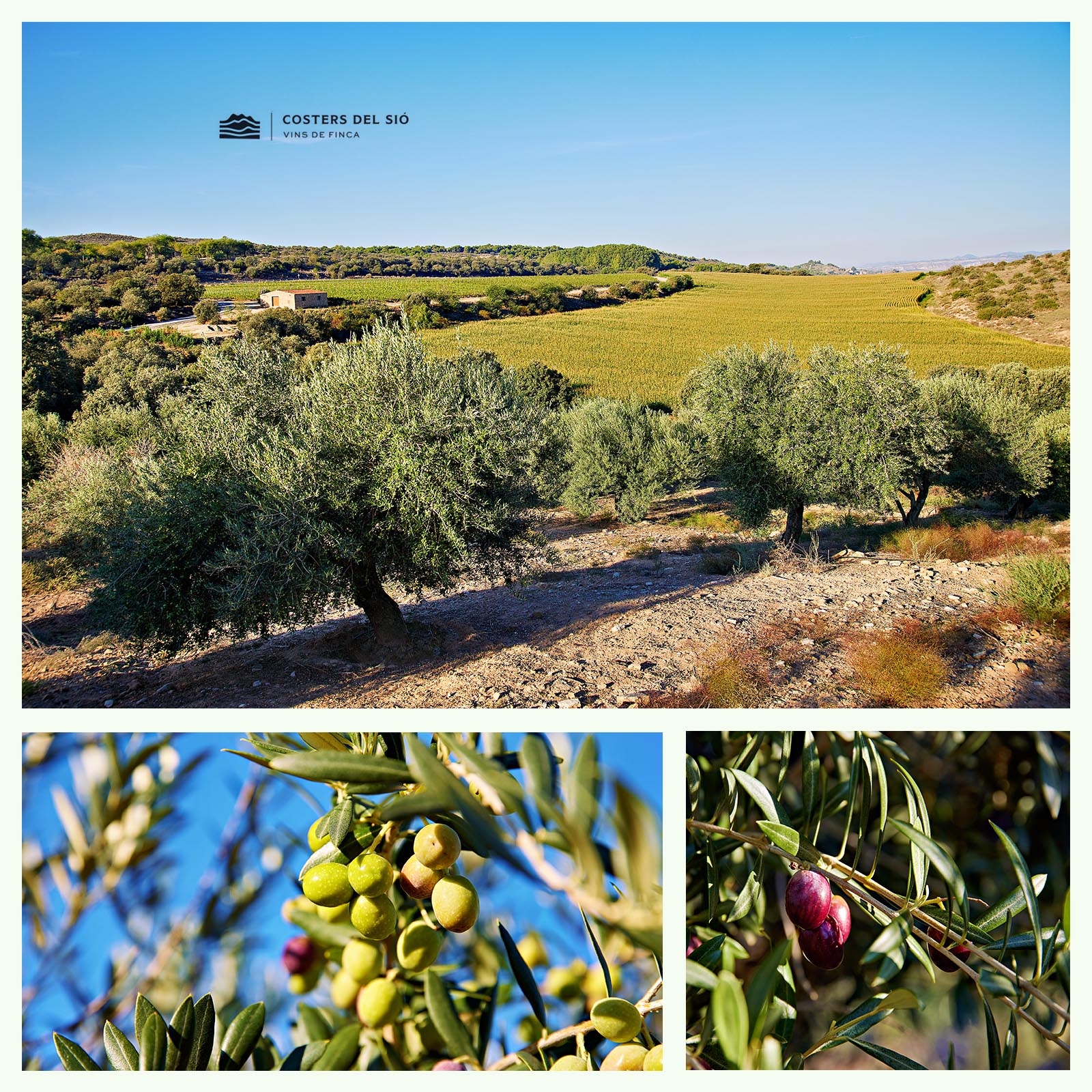 0,5 L Olivenöl Extra Virgin La Boscana 2024 Early Harvest