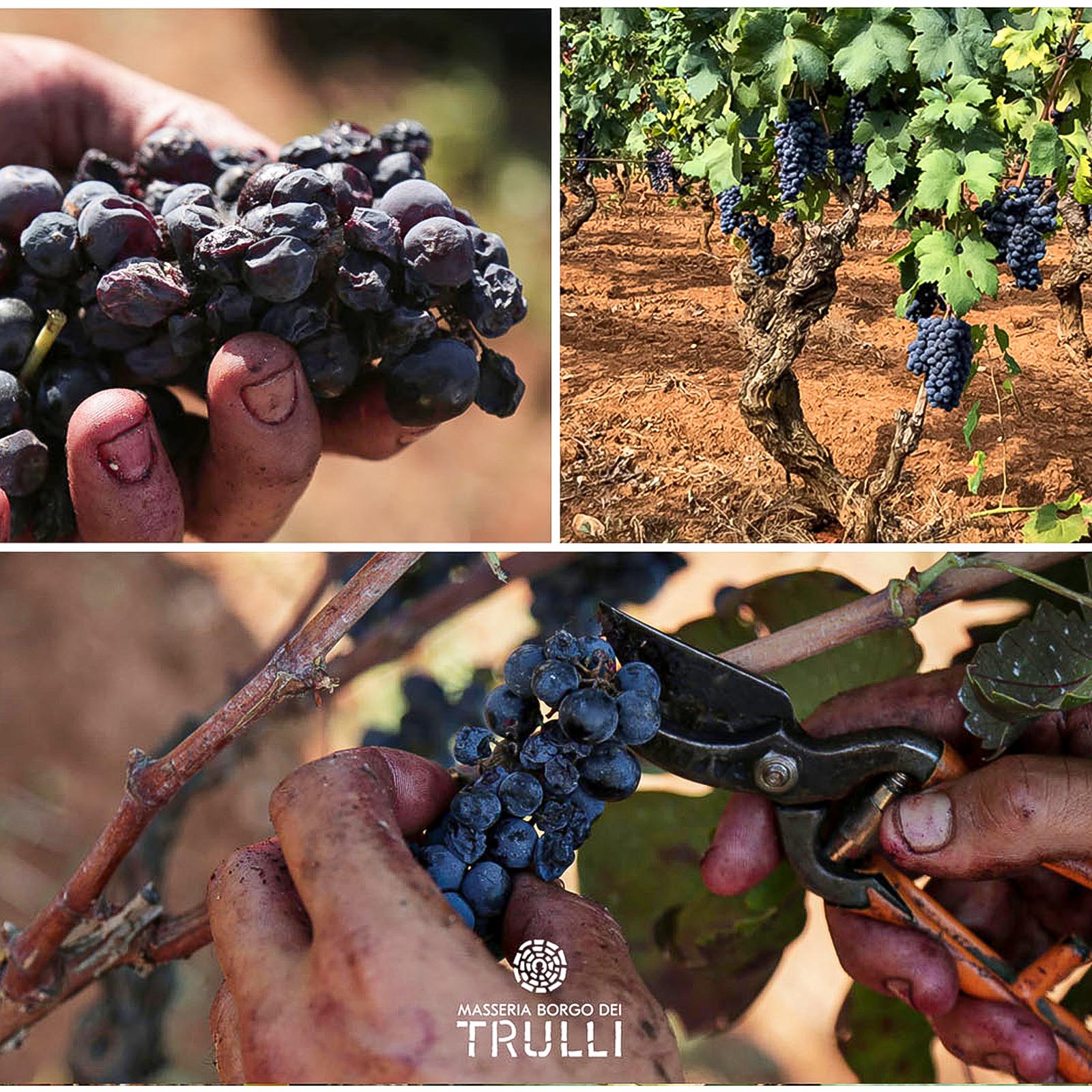 Primitivo Salento 2024