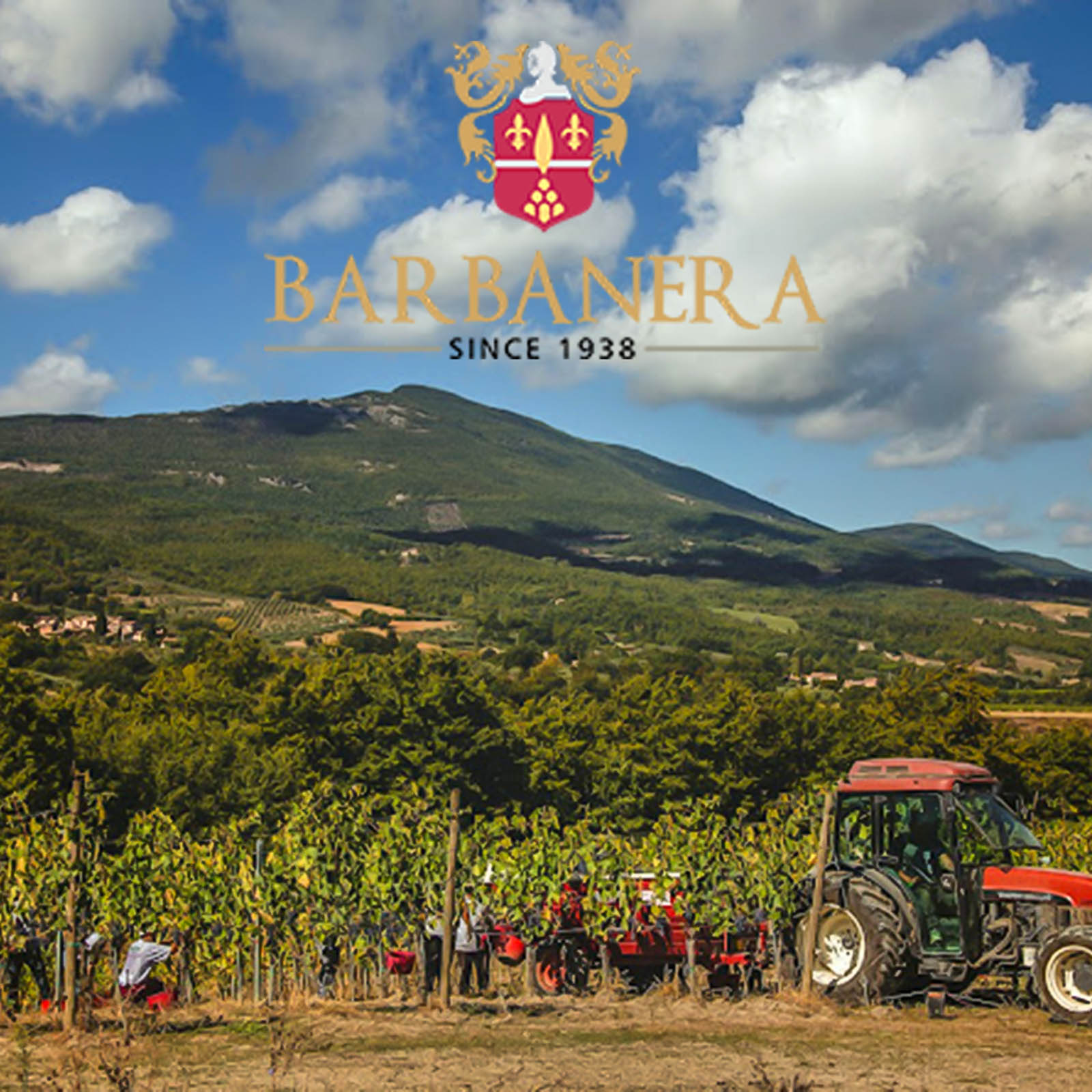 Toscana Rosso 5/V