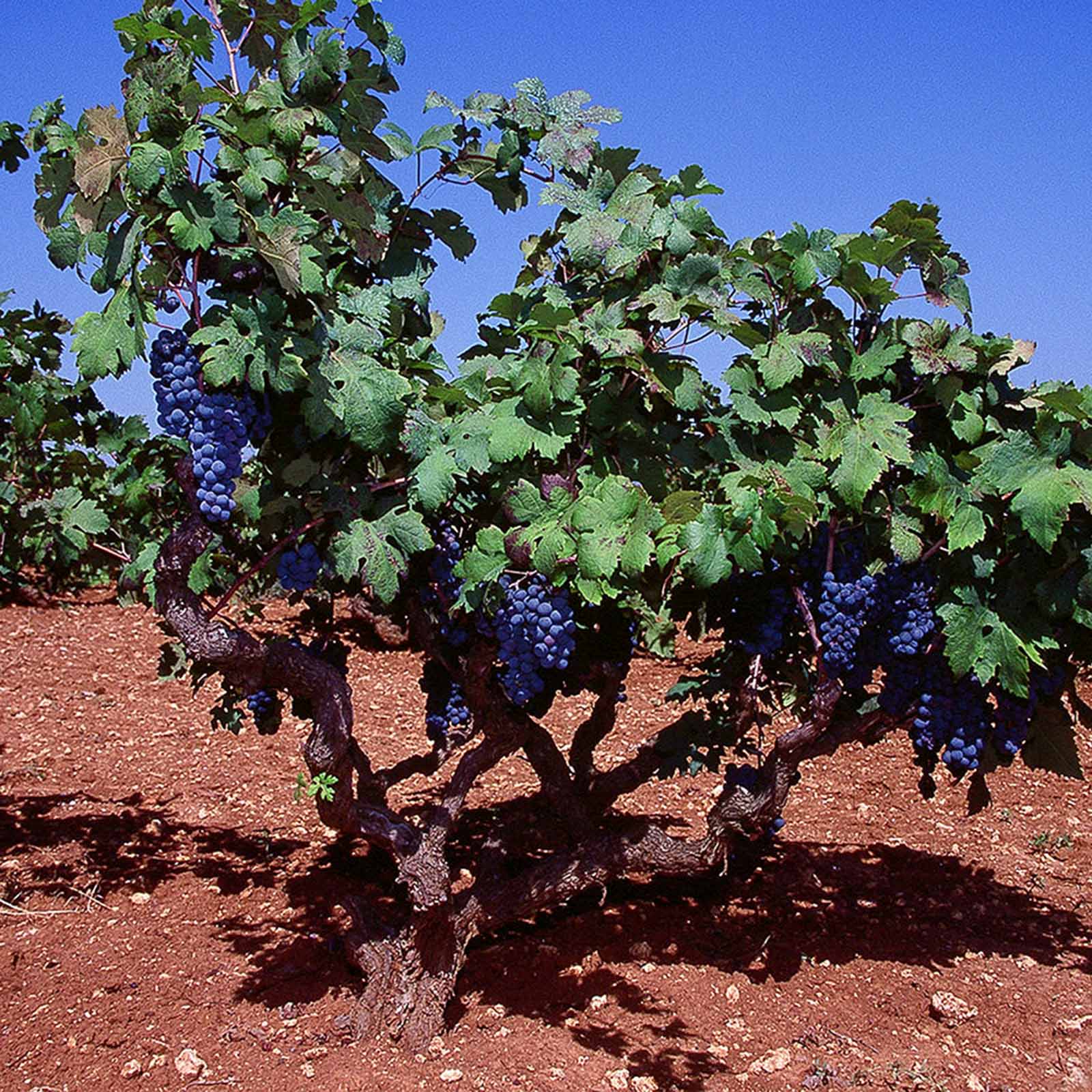Primitivo di Manduria 2024 di Terra 14,0