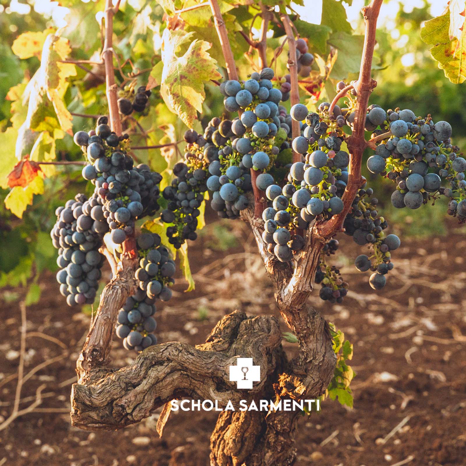 Negroamaro Salento Appassite 2019 Viginti