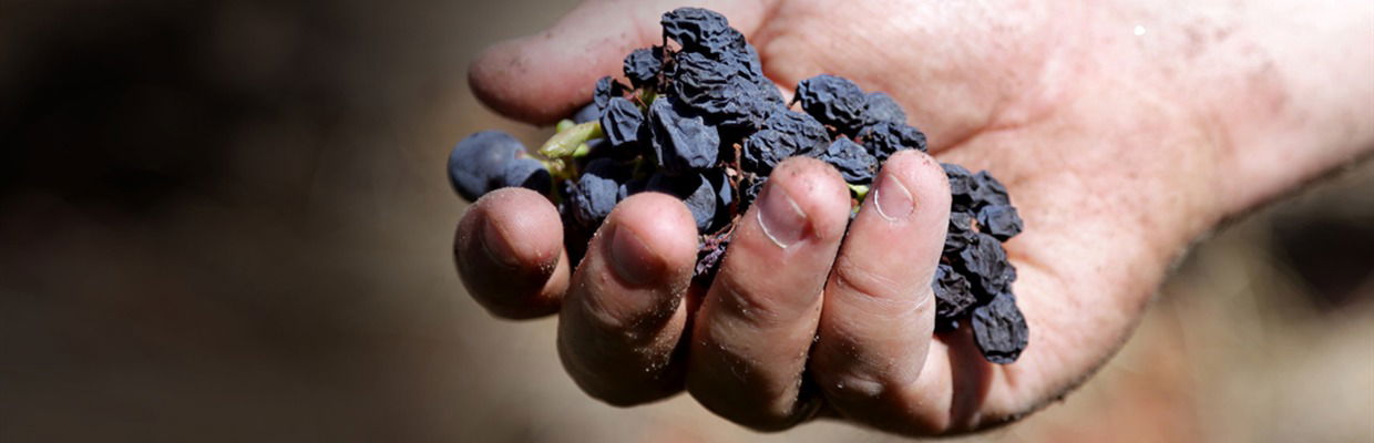 Orion Wines