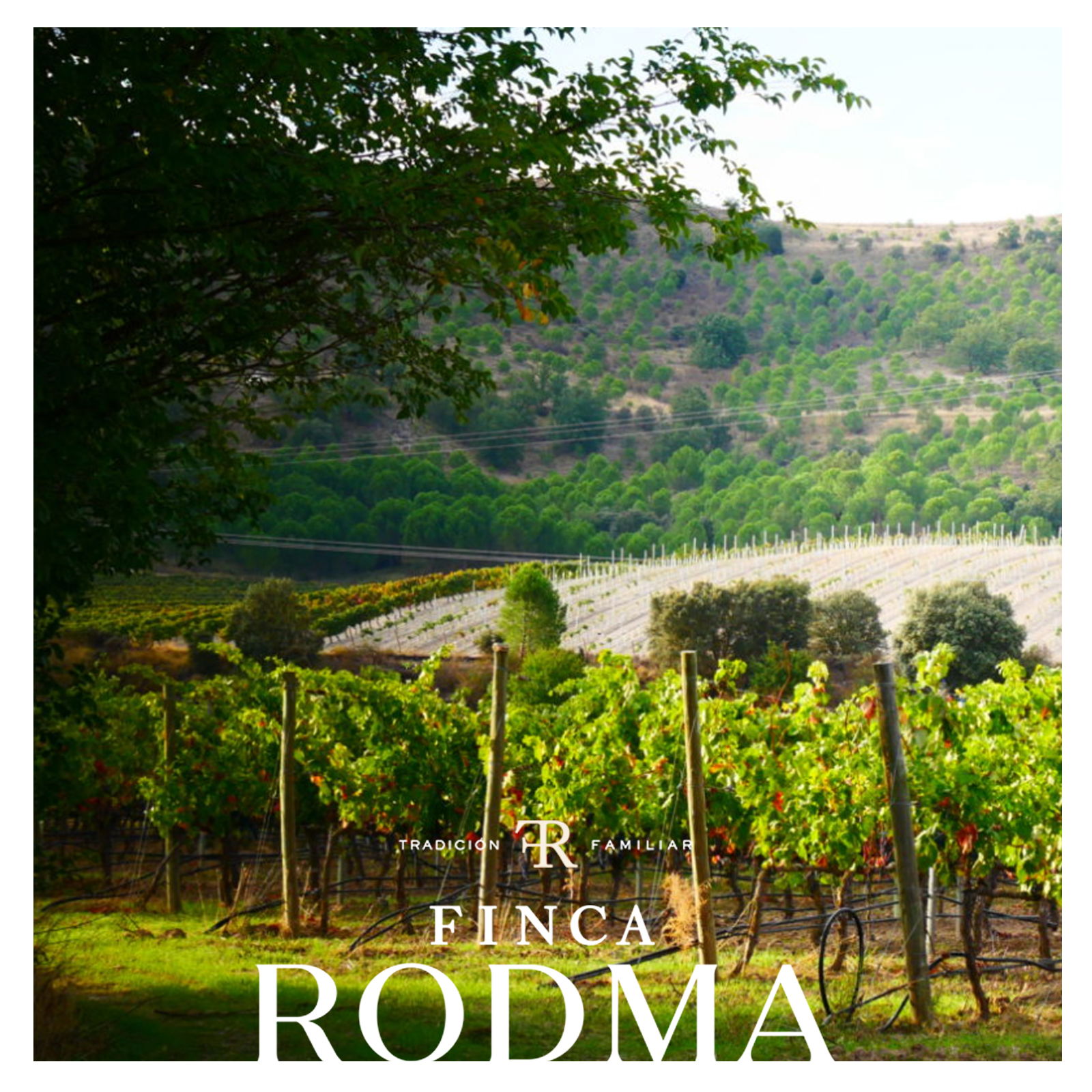 Tempranillo 2022 Selección