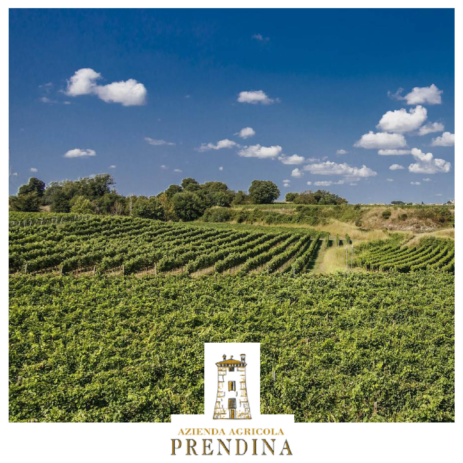 Cabernet Sauvignon 2021 Falcone