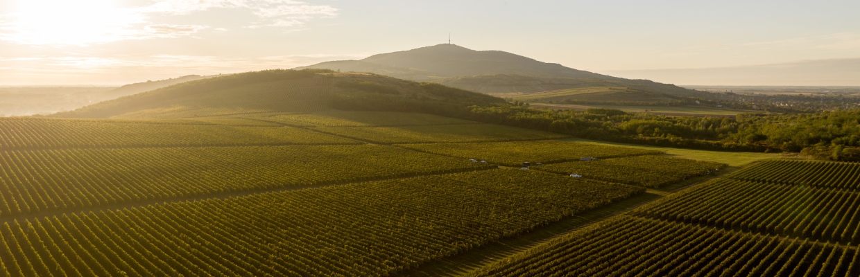 Vega Sicilia