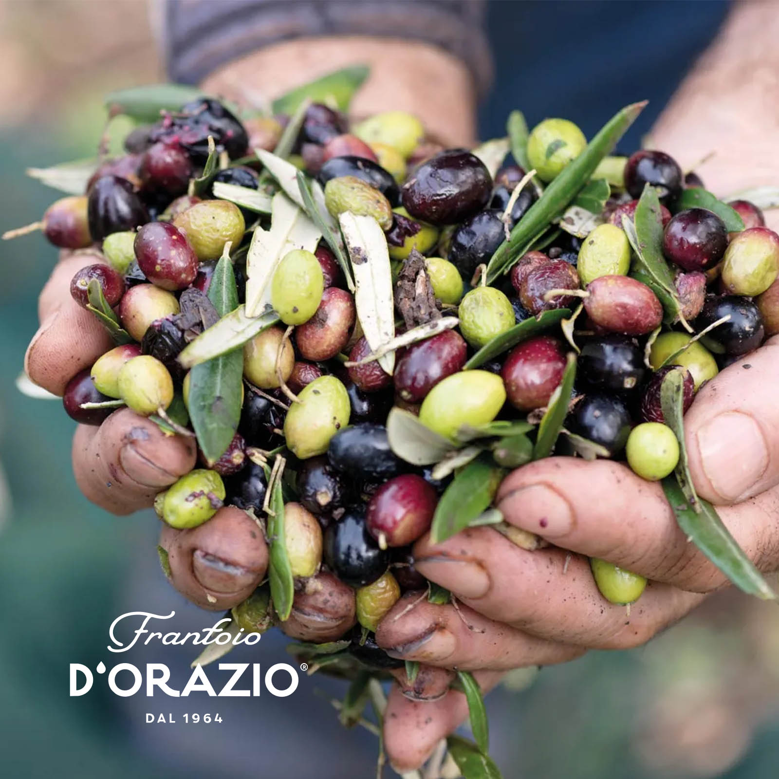 0,5 L Olivenöl Extra Vergine Picholine