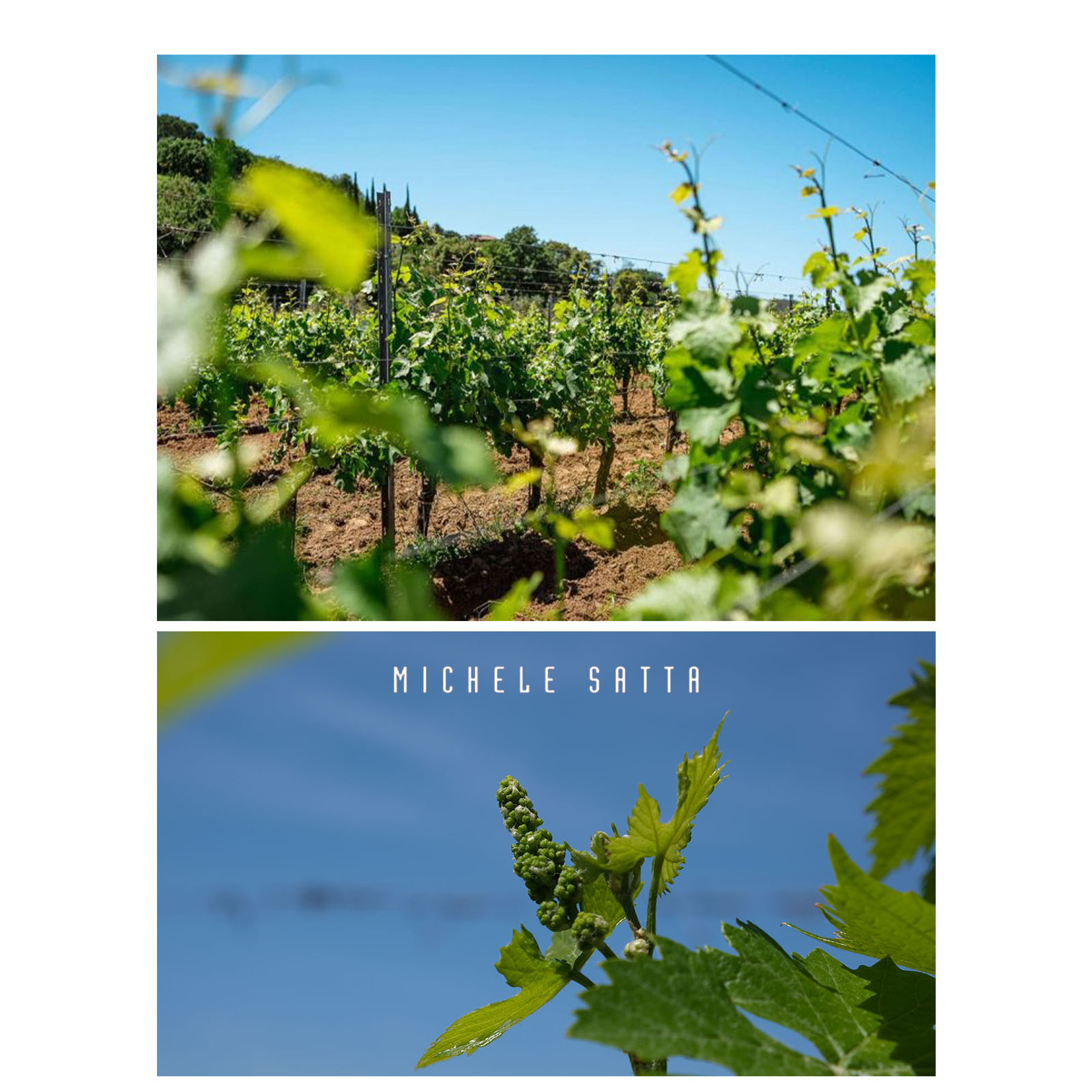 Bolgheri Rosso Superiore 2023 Piastraia