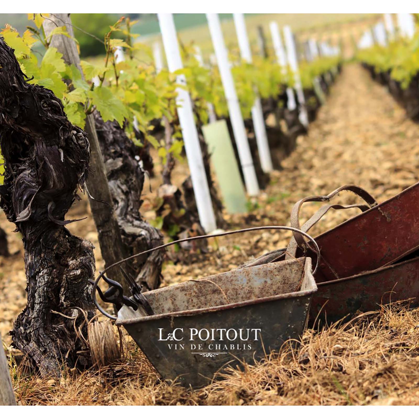 Chablis 2022 Bonaugure