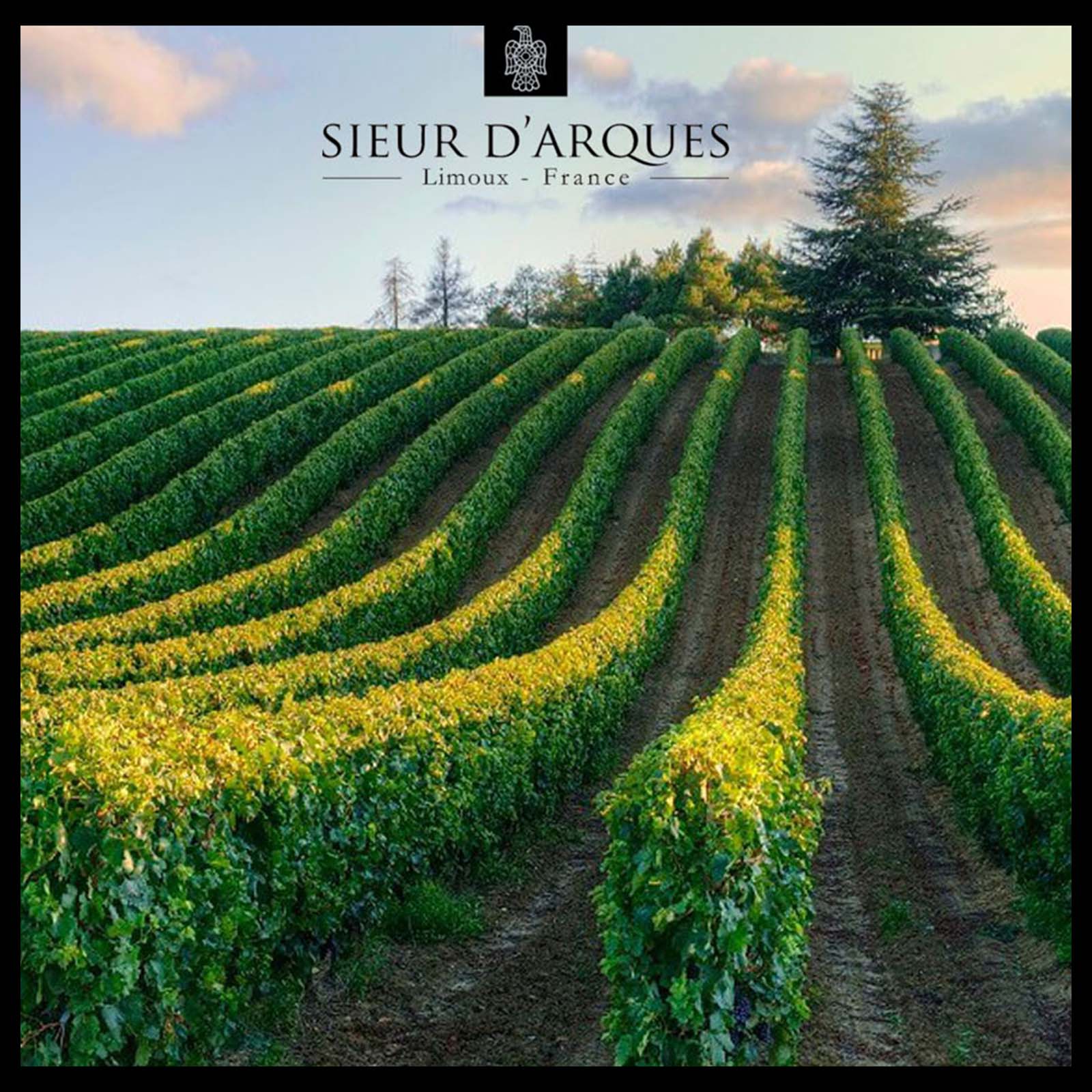 Crémant de Limoux Blason Rouge Rosé Brut