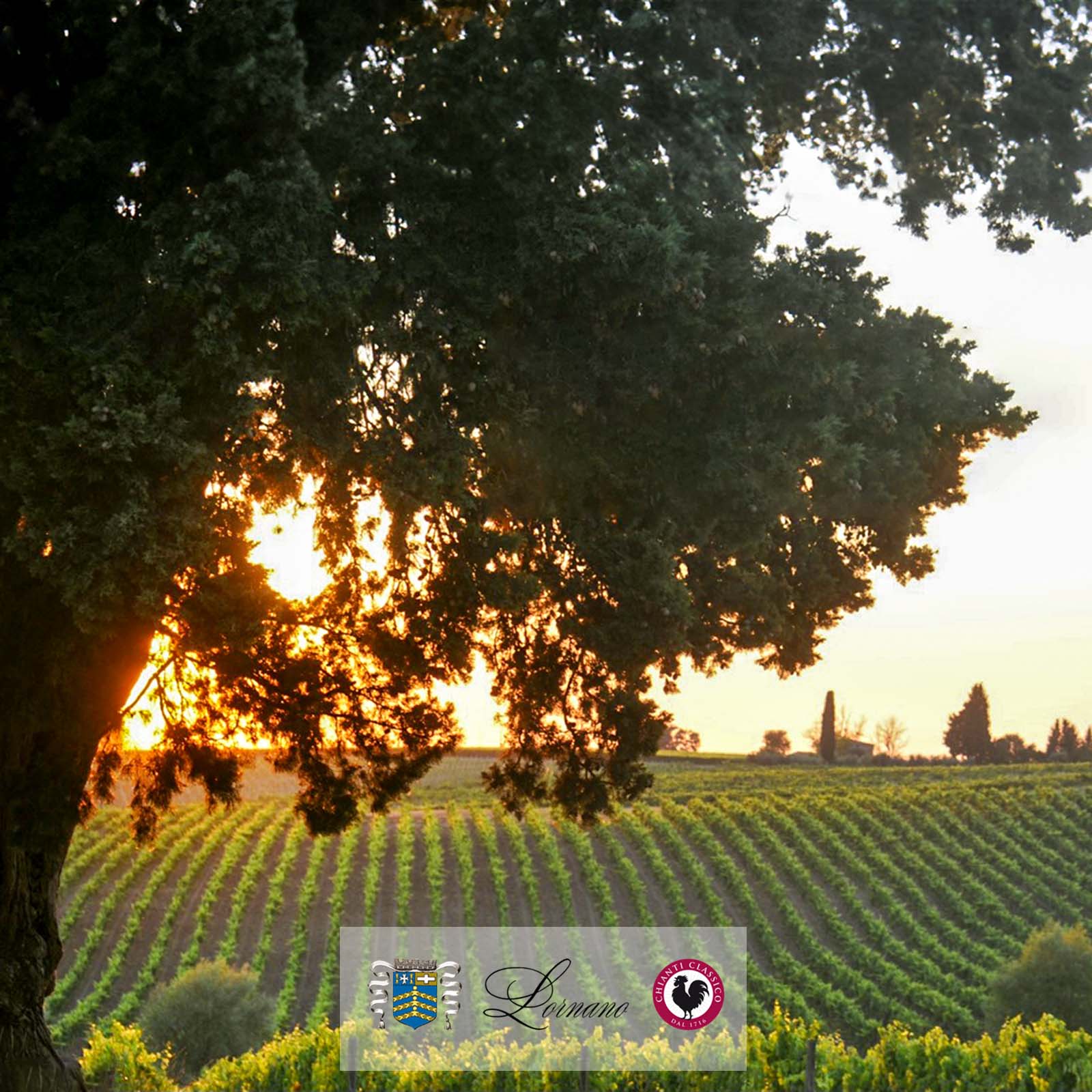 Commendator Enrico 2019