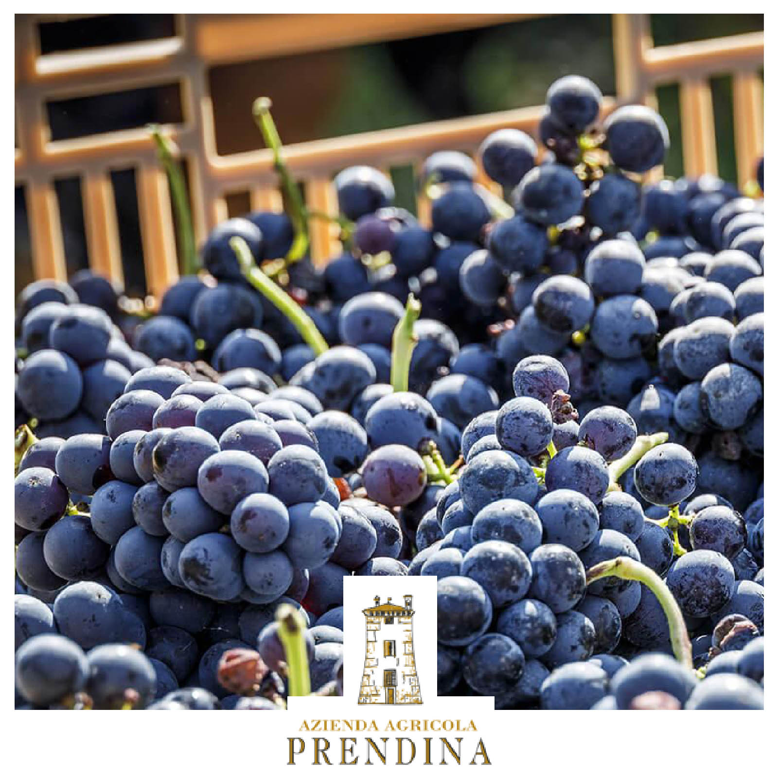 Cabernet Sauvignon 2021 Falcone