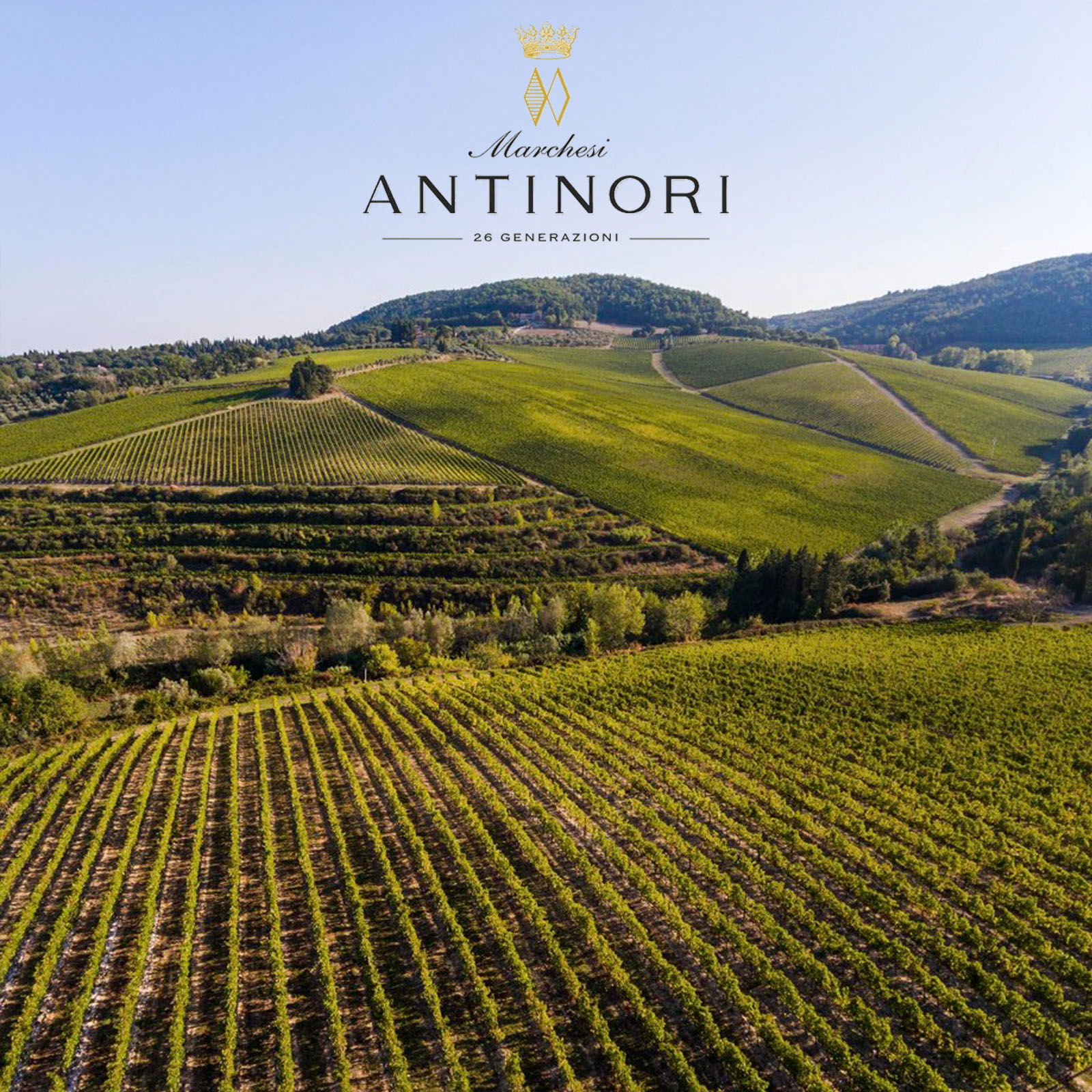 Villa Antinori Bianco 2024